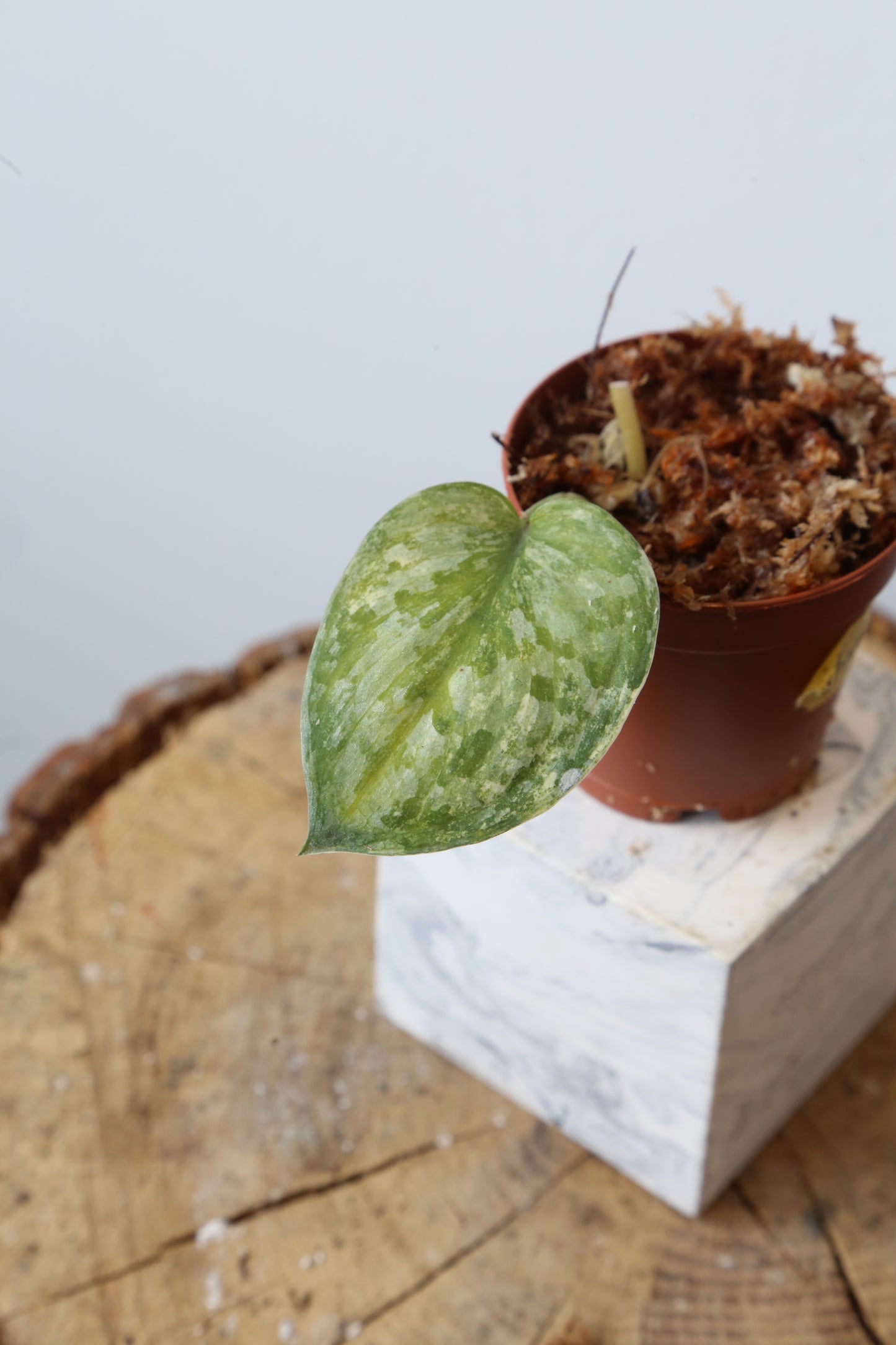 Super Rare! Scindapsus Guelis – Limited Cutting 09