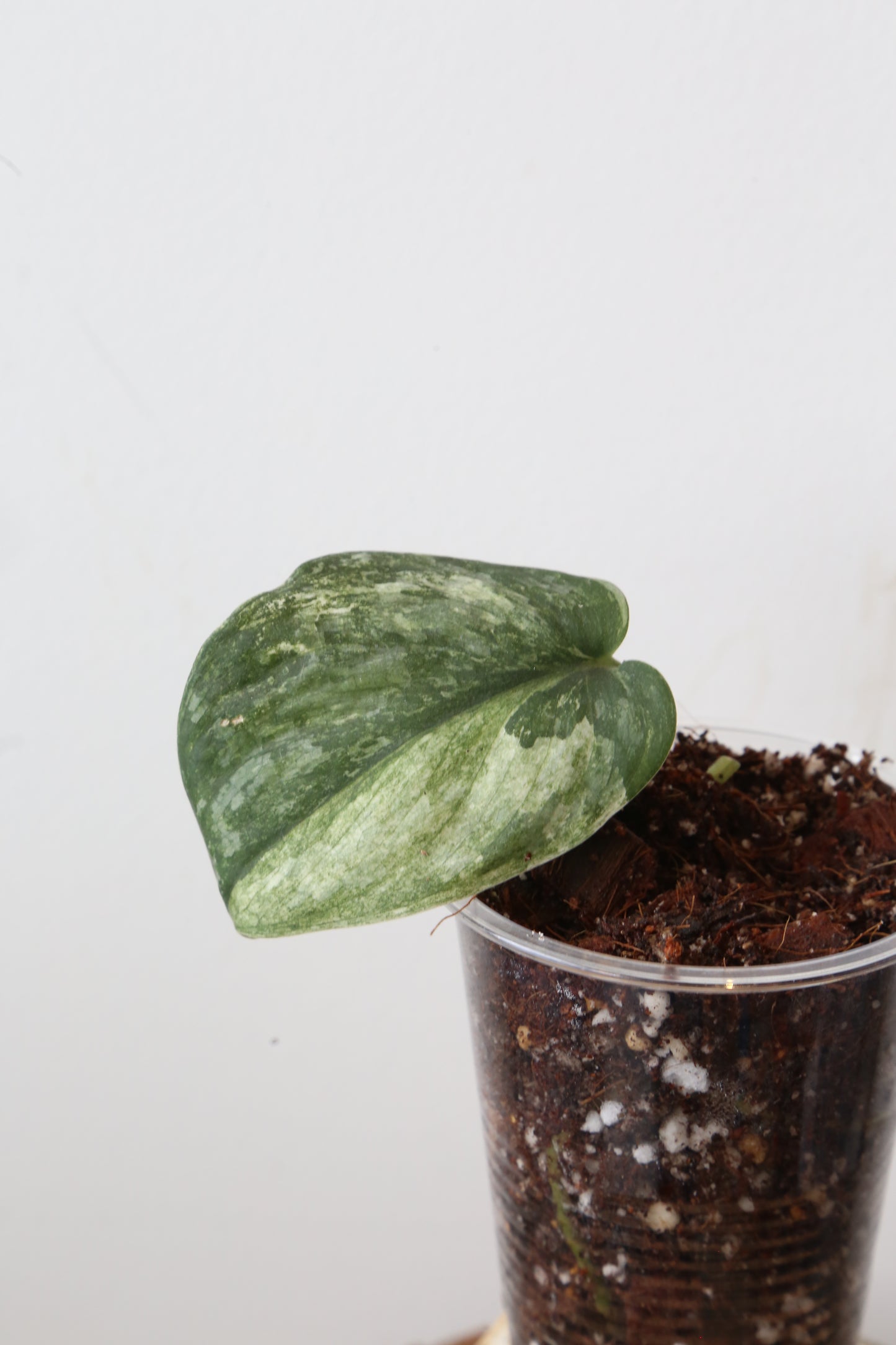 Rare! Scindapsus Sadewa – Limited Cutting 10