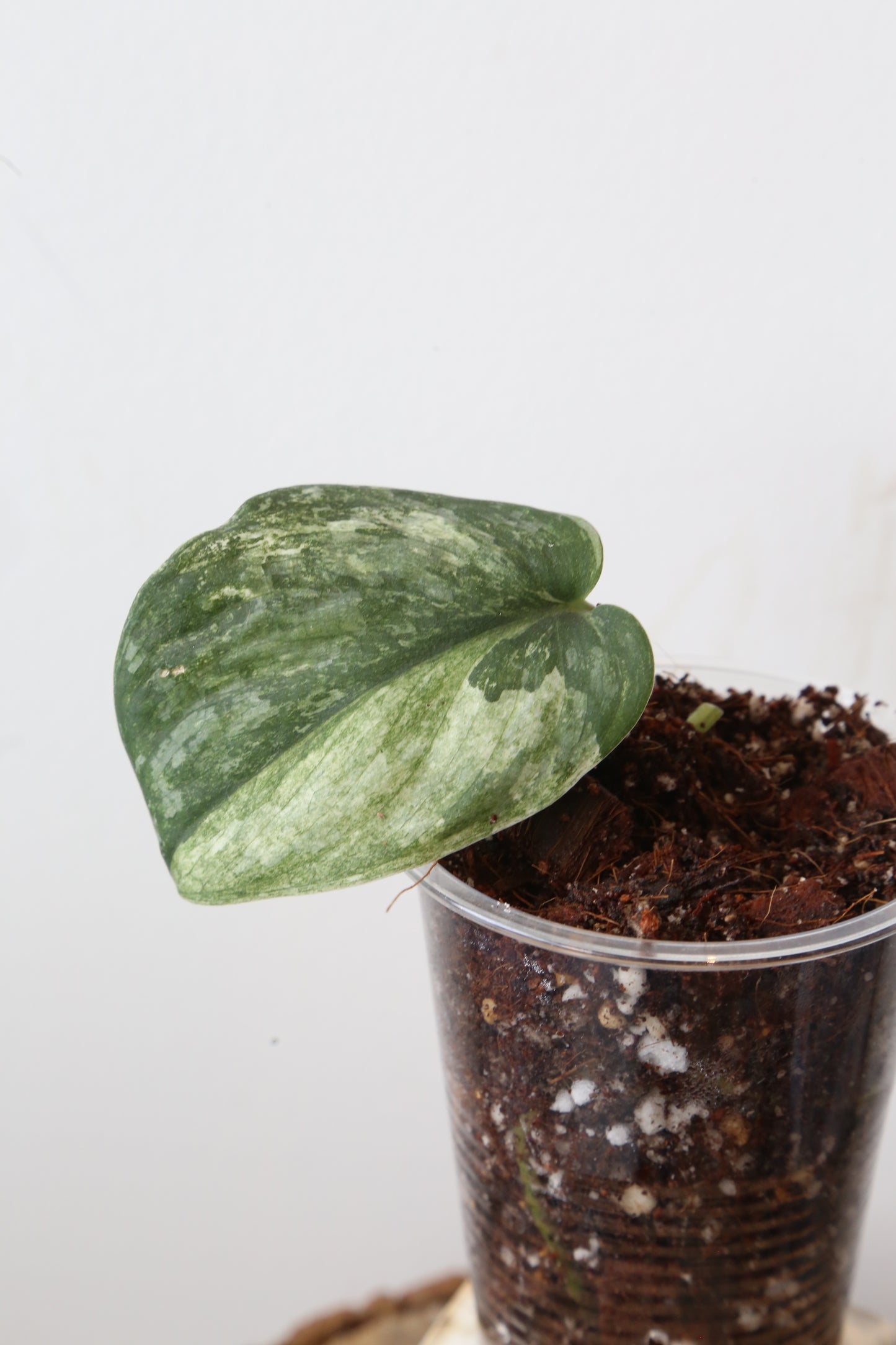 Rare! Scindapsus Sadewa – Limited Cutting 10