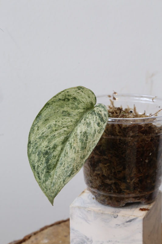 Rare! Scindapsus Silver Cloud Variegated – Cutting 11