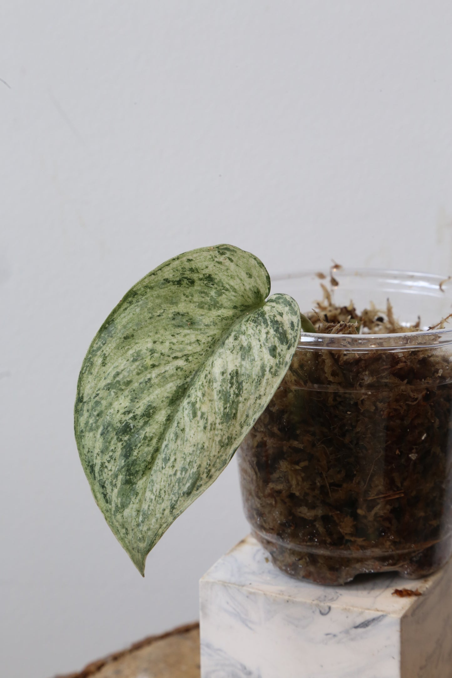 Rare! Scindapsus Silver Cloud Variegated – Cutting 11