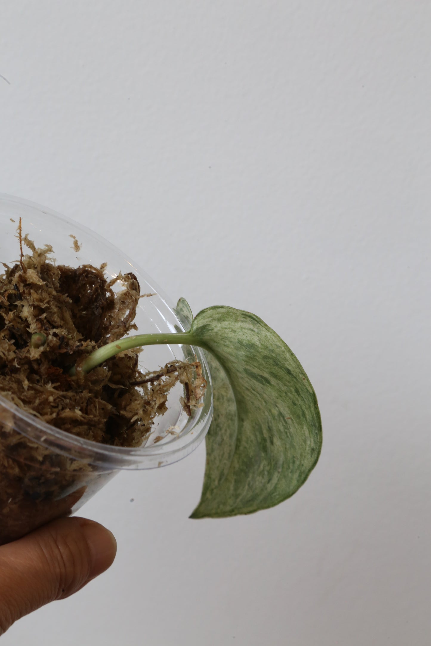 Rare! Scindapsus Silver Cloud Variegated – Cutting 11