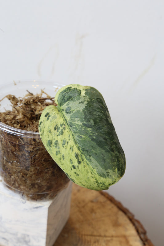 Rare! Scindapsus Silver Cloud Variegated – Cutting 12