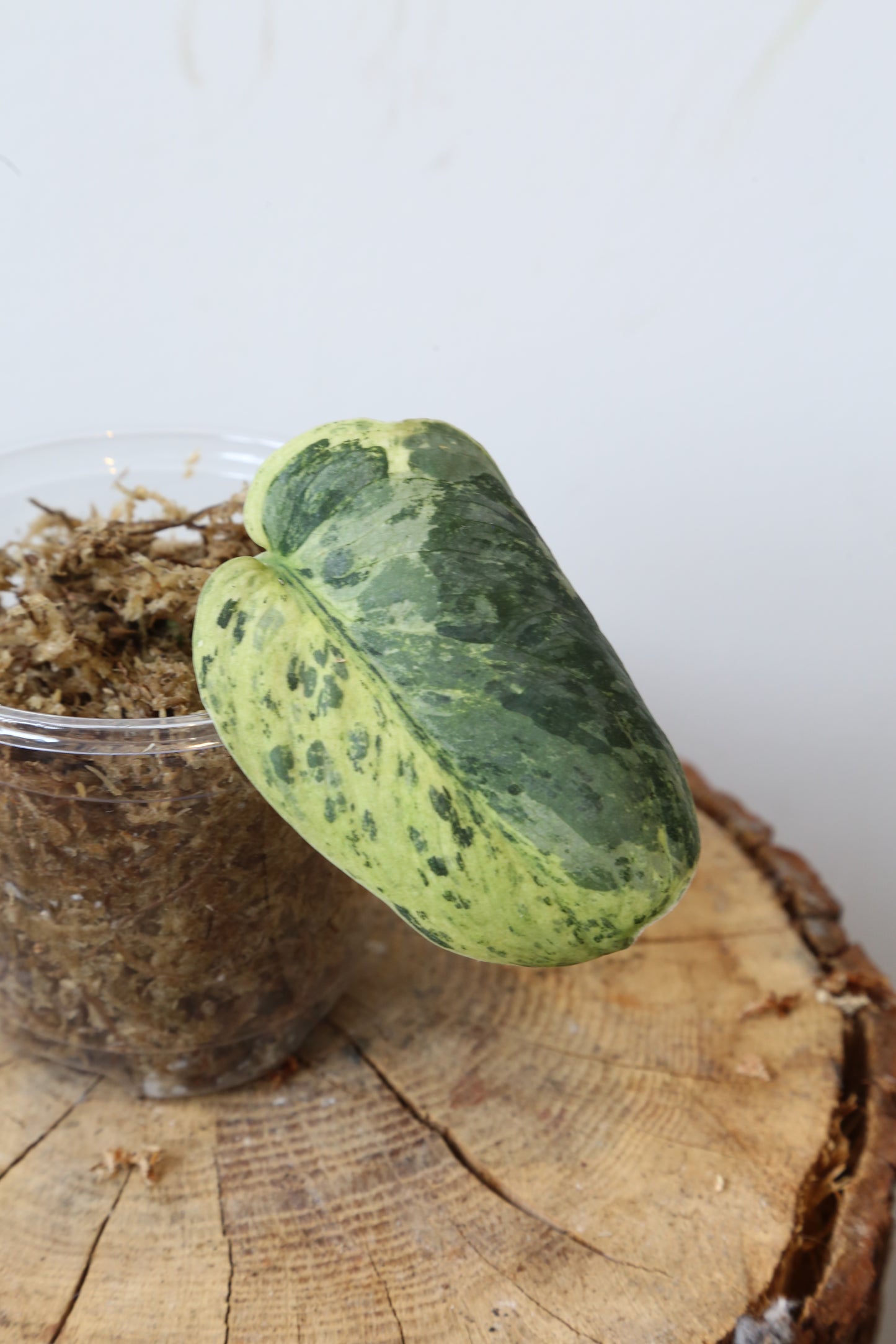 Rare! Scindapsus Silver Cloud Variegated – Cutting 12