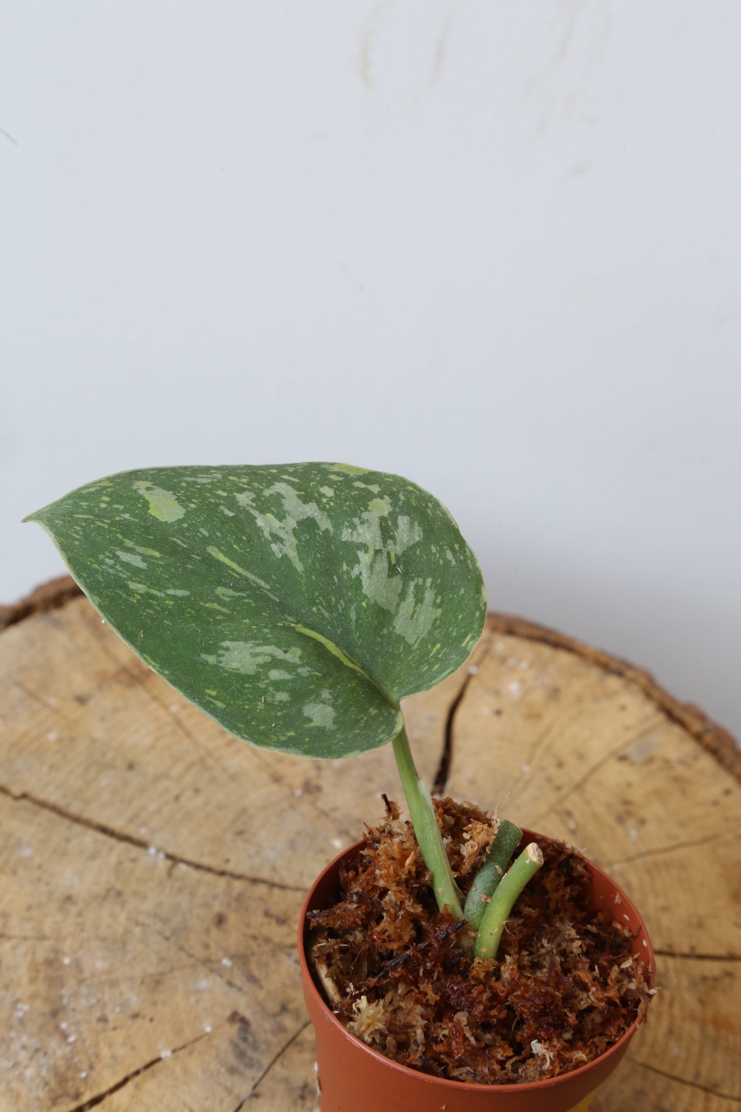 Rare! Scindapsus Baticon – Cutting 13