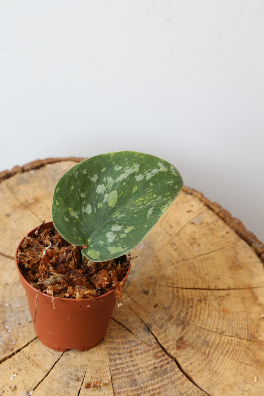 Rare! Scindapsus Baticon – Cutting 15