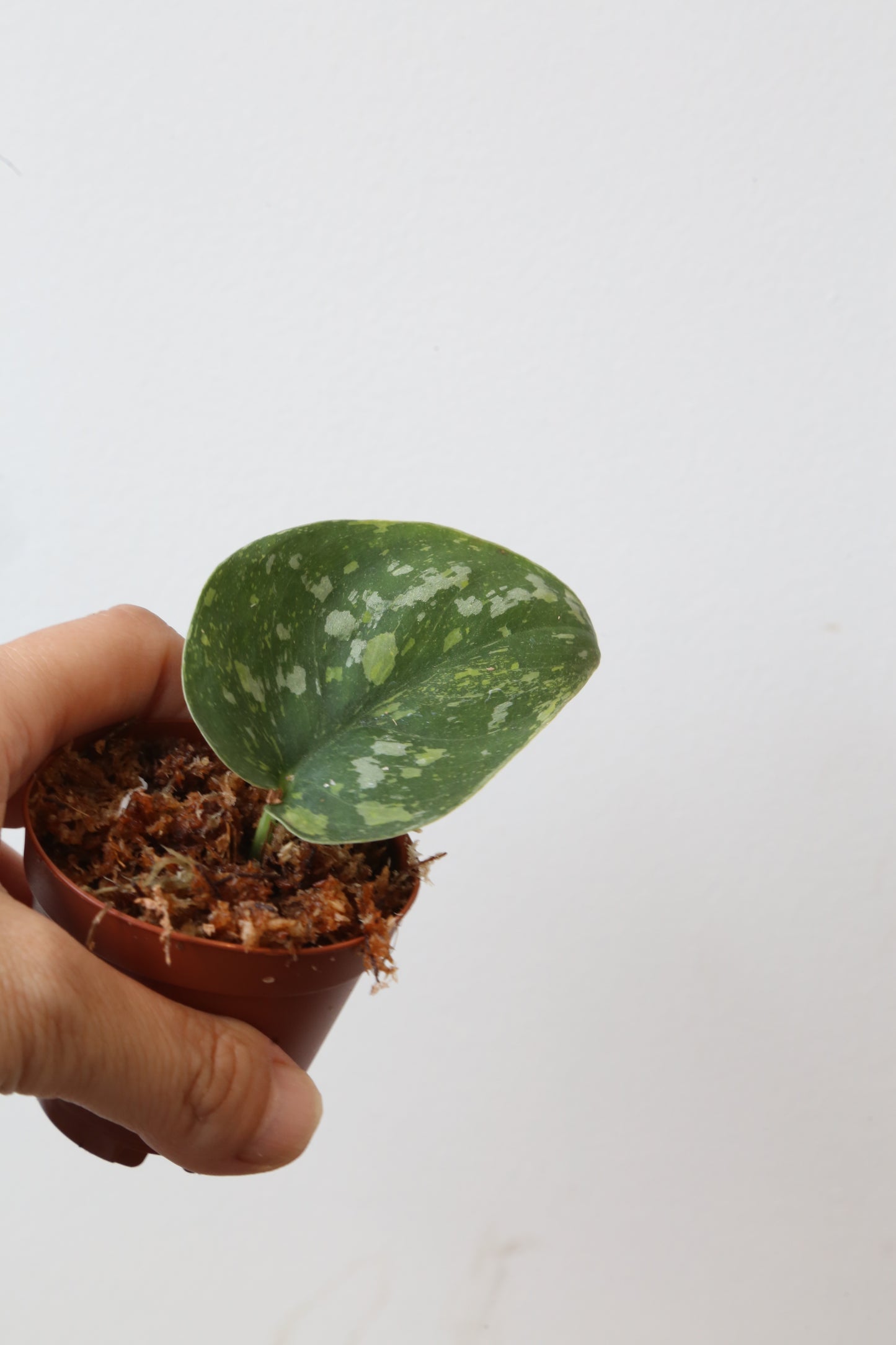Rare! Scindapsus Baticon – Cutting 15