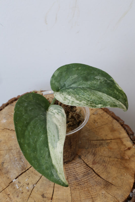 Rare! Scindapsus Salamountain variegated – Cutting 17