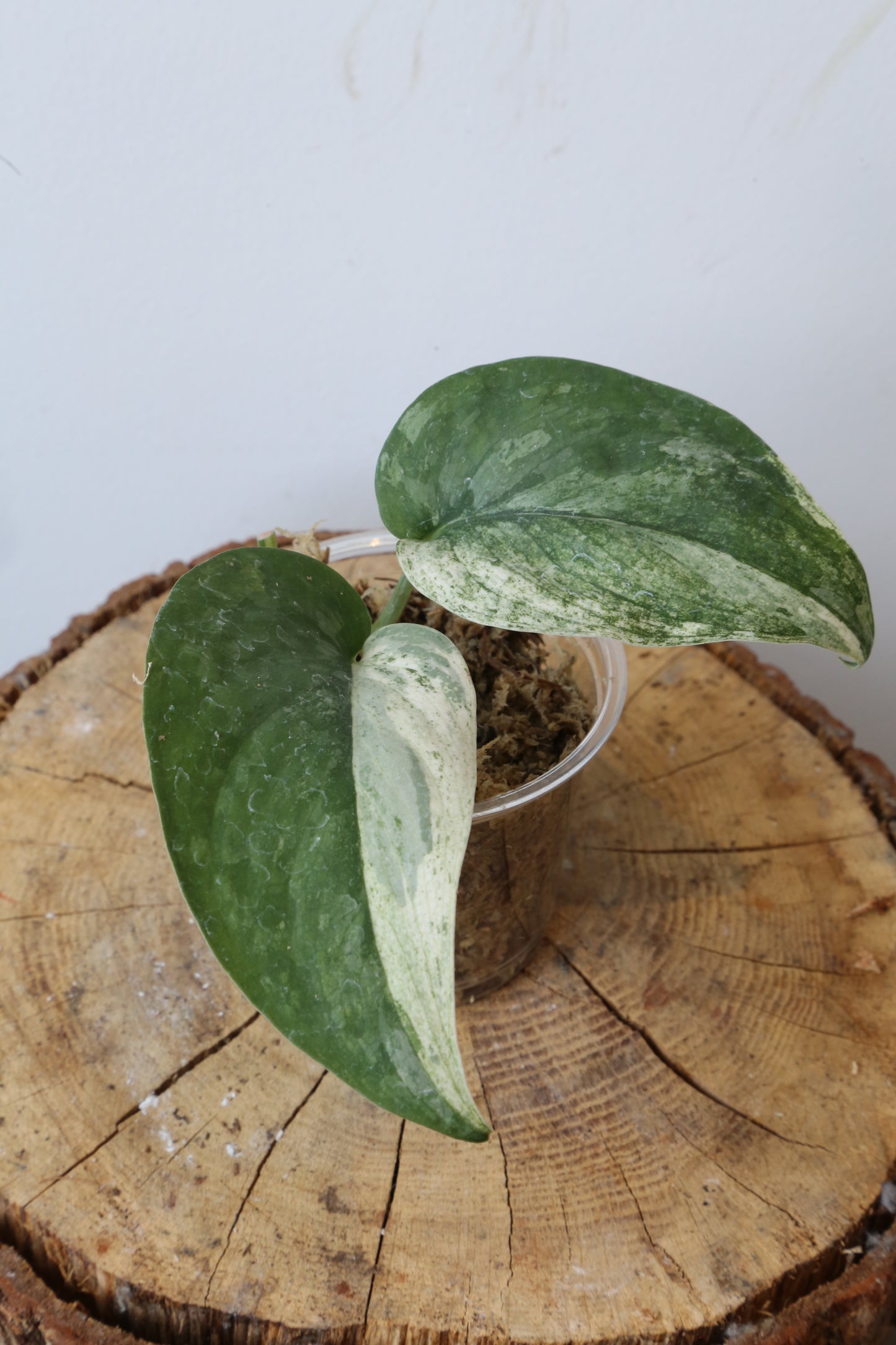 Rare! Scindapsus Salamountain variegated – Cutting 17