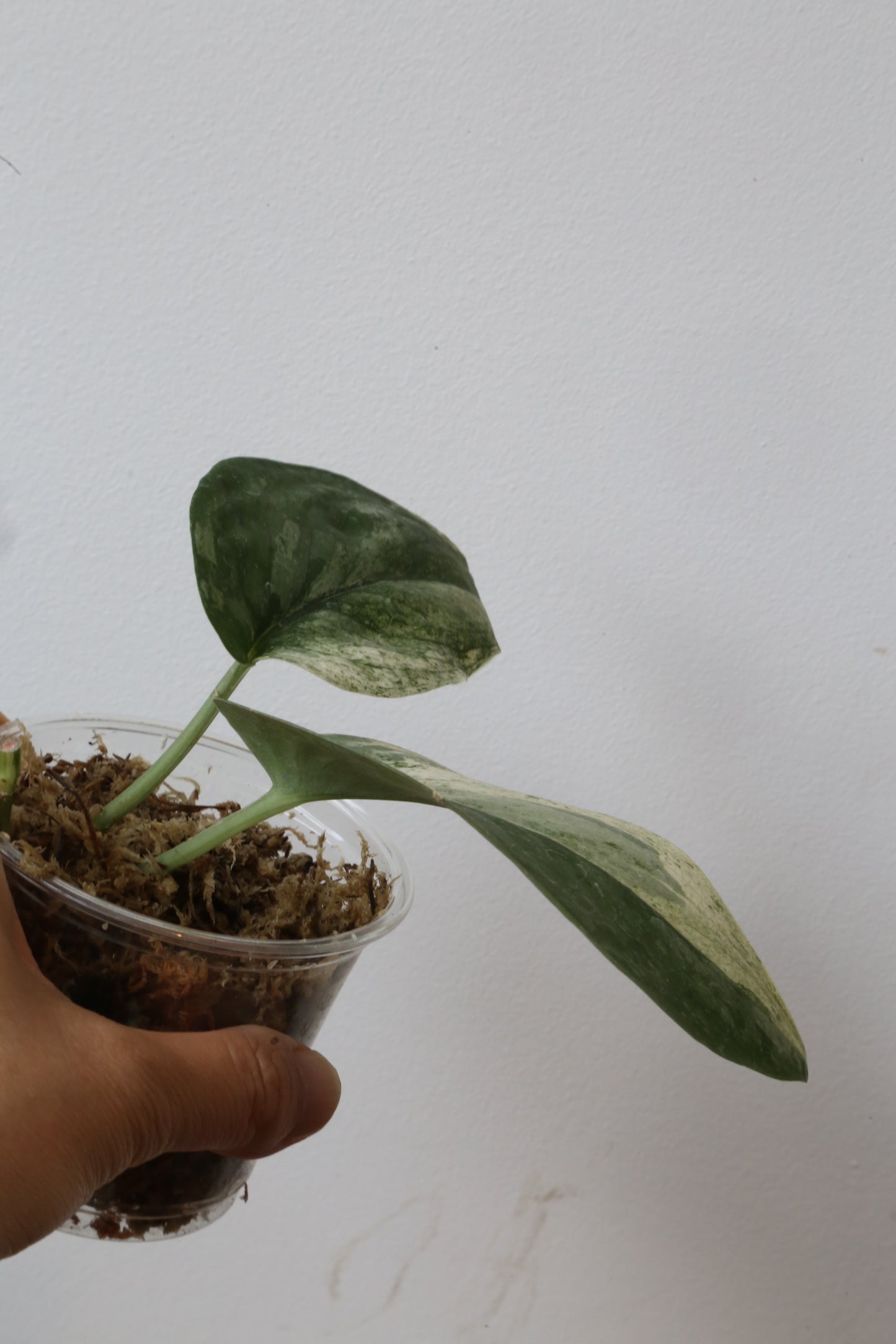 Rare! Scindapsus Salamountain variegated – Cutting 17