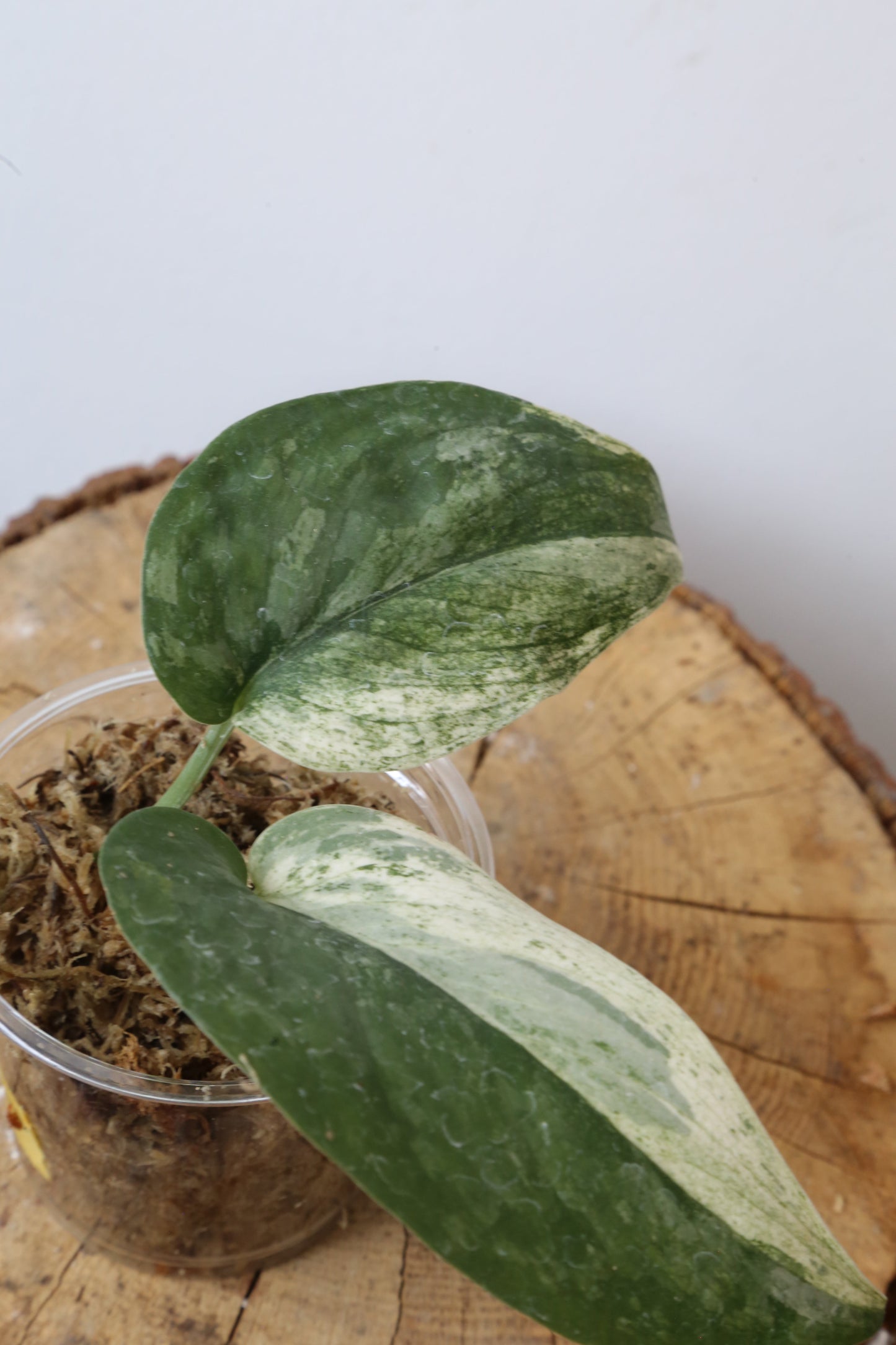 Rare! Scindapsus Salamountain variegated – Cutting 17