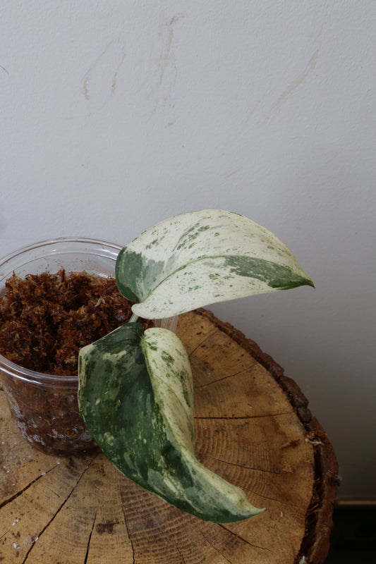 Rare! Scindapsus Salamountain variegated – Cutting 18