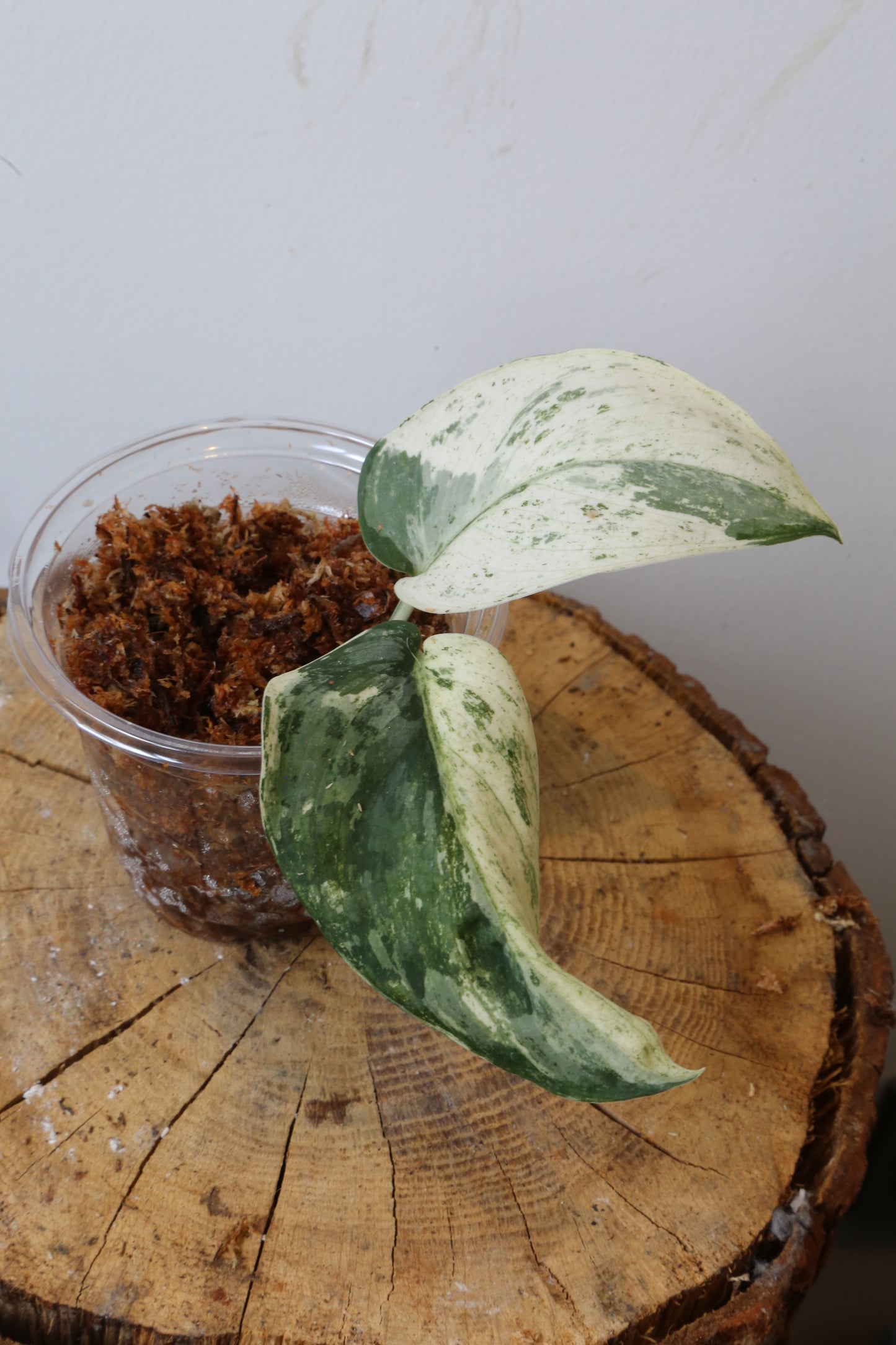 Rare! Scindapsus Salamountain variegated – Cutting 18