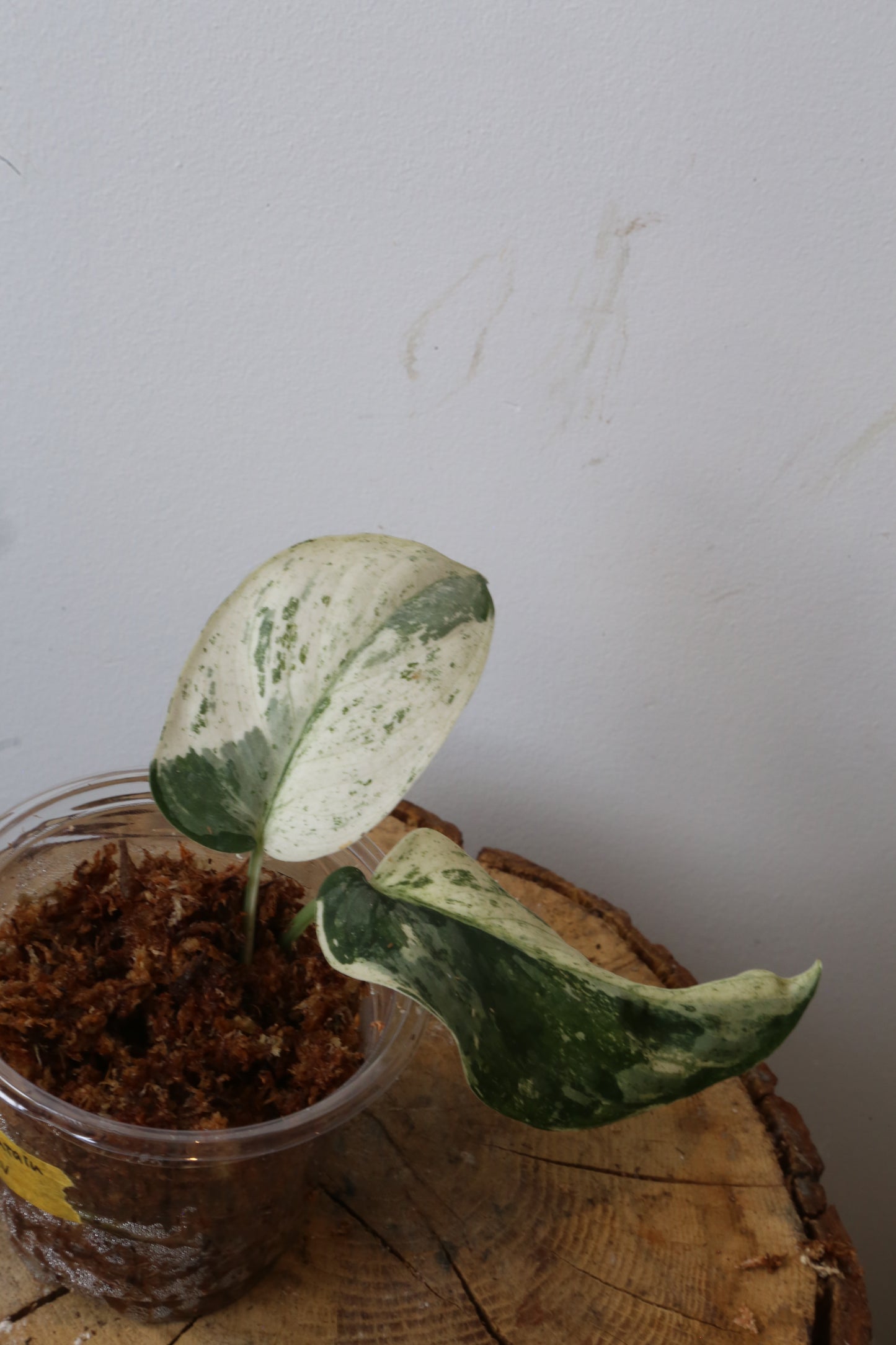 Rare! Scindapsus Salamountain variegated – Cutting 18