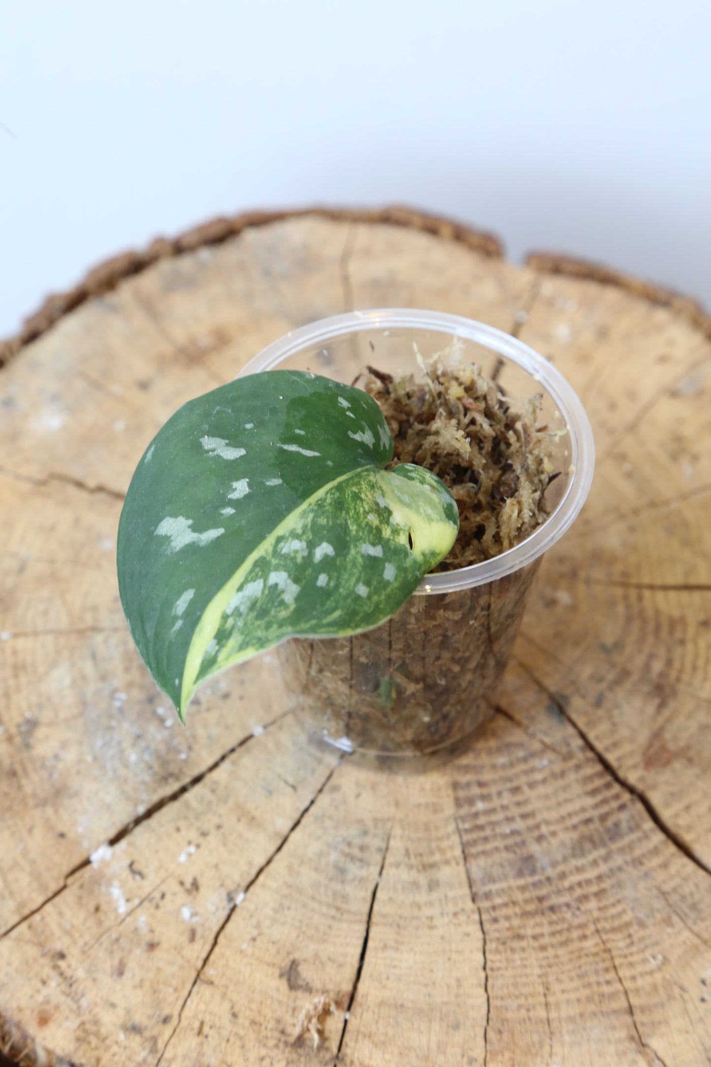 Rare! Scindapsus Scindapsus argyreus Sentarum – Cutting 19