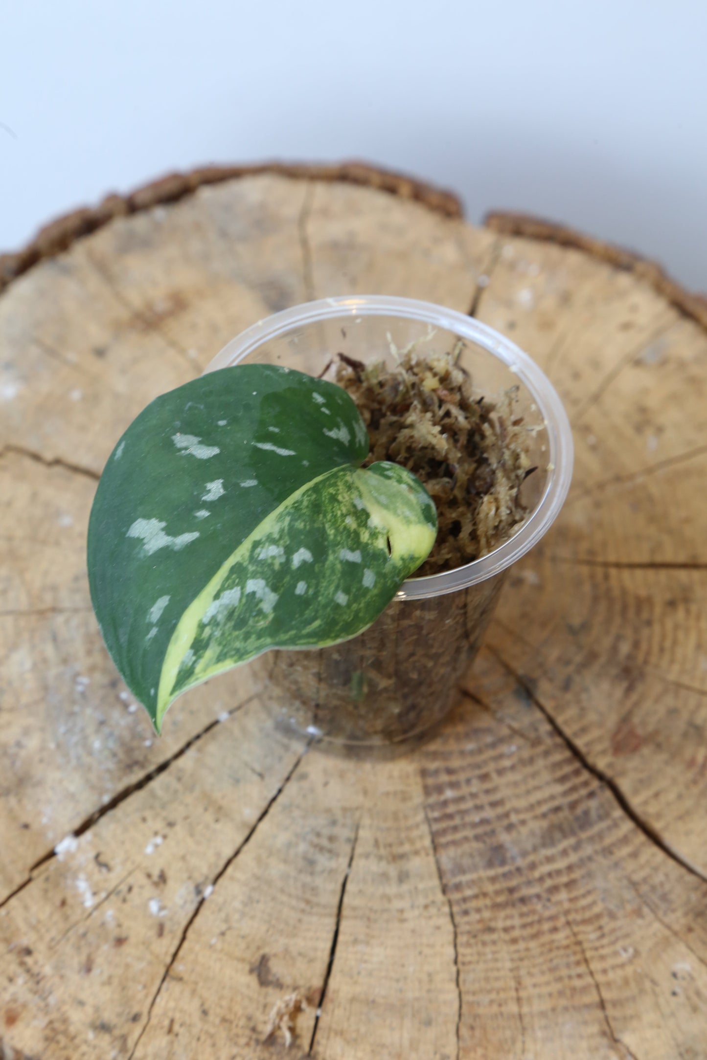 Rare! Scindapsus Scindapsus argyreus Sentarum – Cutting 19