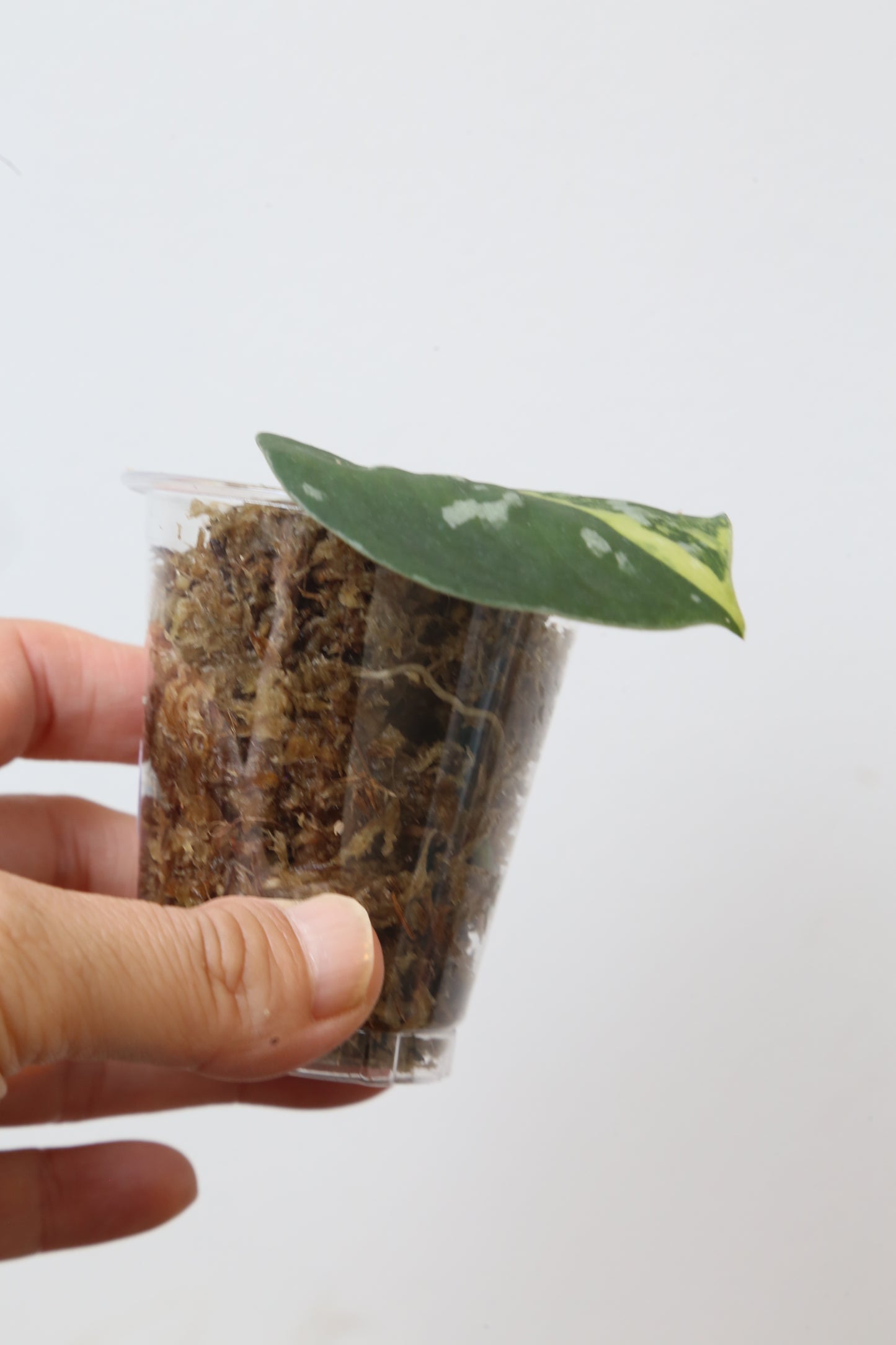 Rare! Scindapsus Scindapsus argyreus Sentarum – Cutting 19
