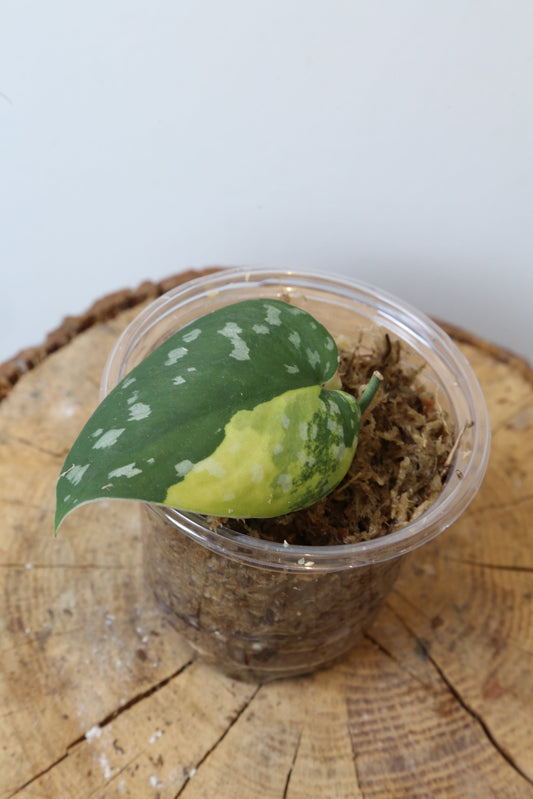 Rare! Scindapsus Scindapsus argyreus Sentarum – Cutting 20