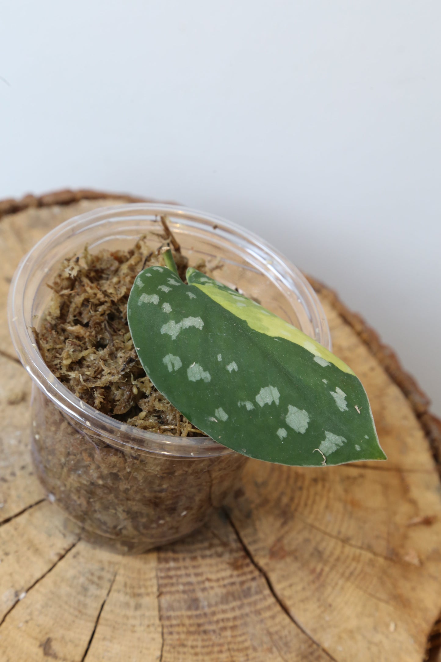 Rare! Scindapsus Scindapsus argyreus Sentarum – Cutting 20