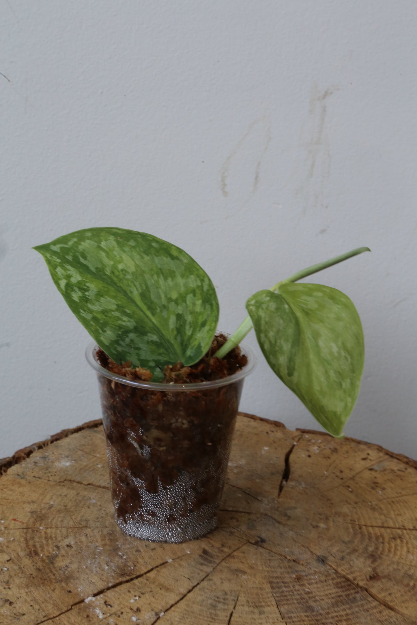 Rare! Scindapsus Scindapsus Rajatapura – Cutting 22