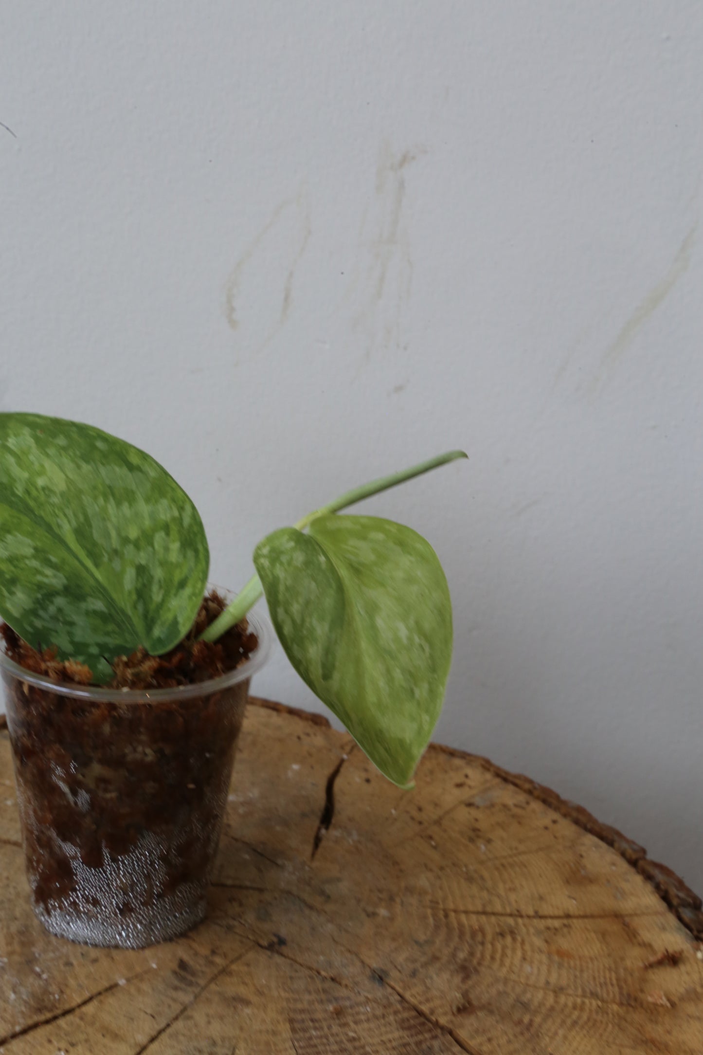 Rare! Scindapsus Scindapsus Rajatapura – Cutting 22