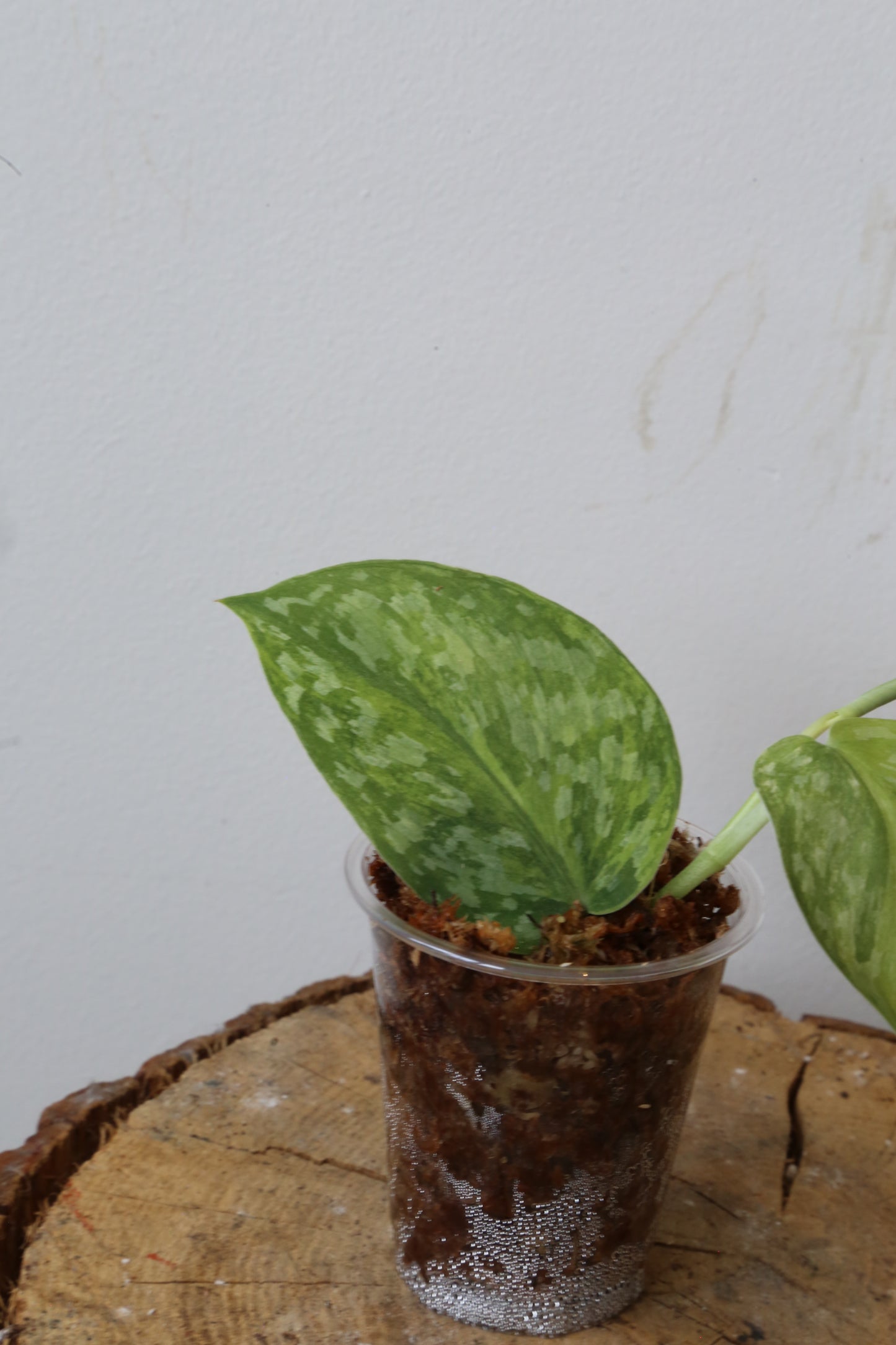 Rare! Scindapsus Scindapsus Rajatapura – Cutting 22