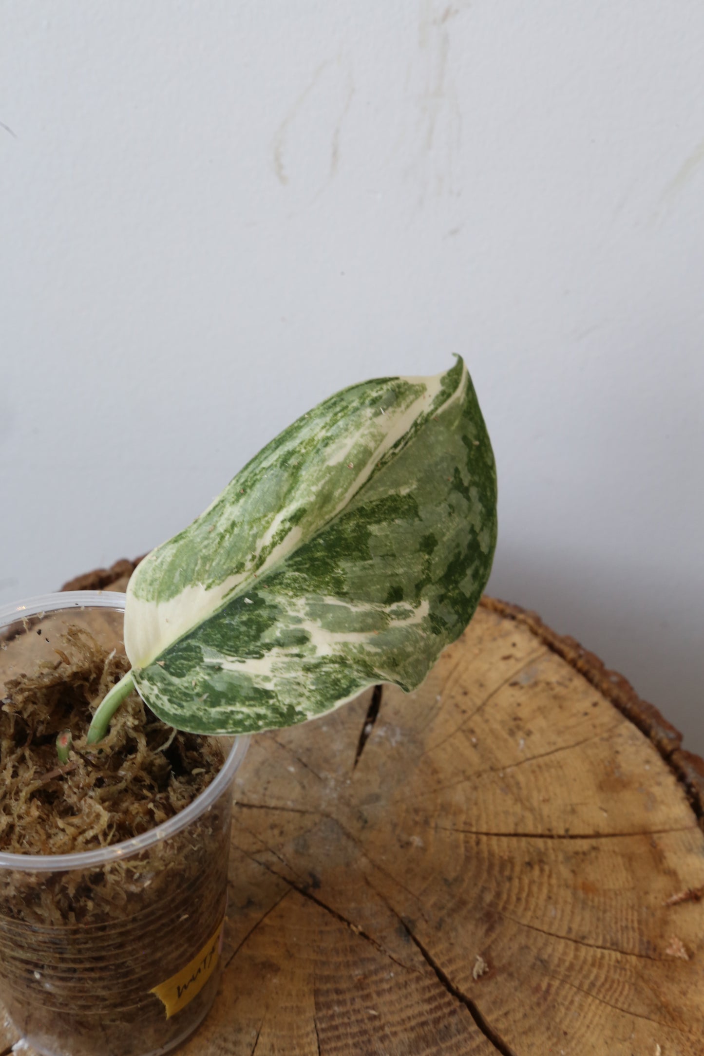 Rare! Scindapsus Scindapsus Mutya – Cutting 24