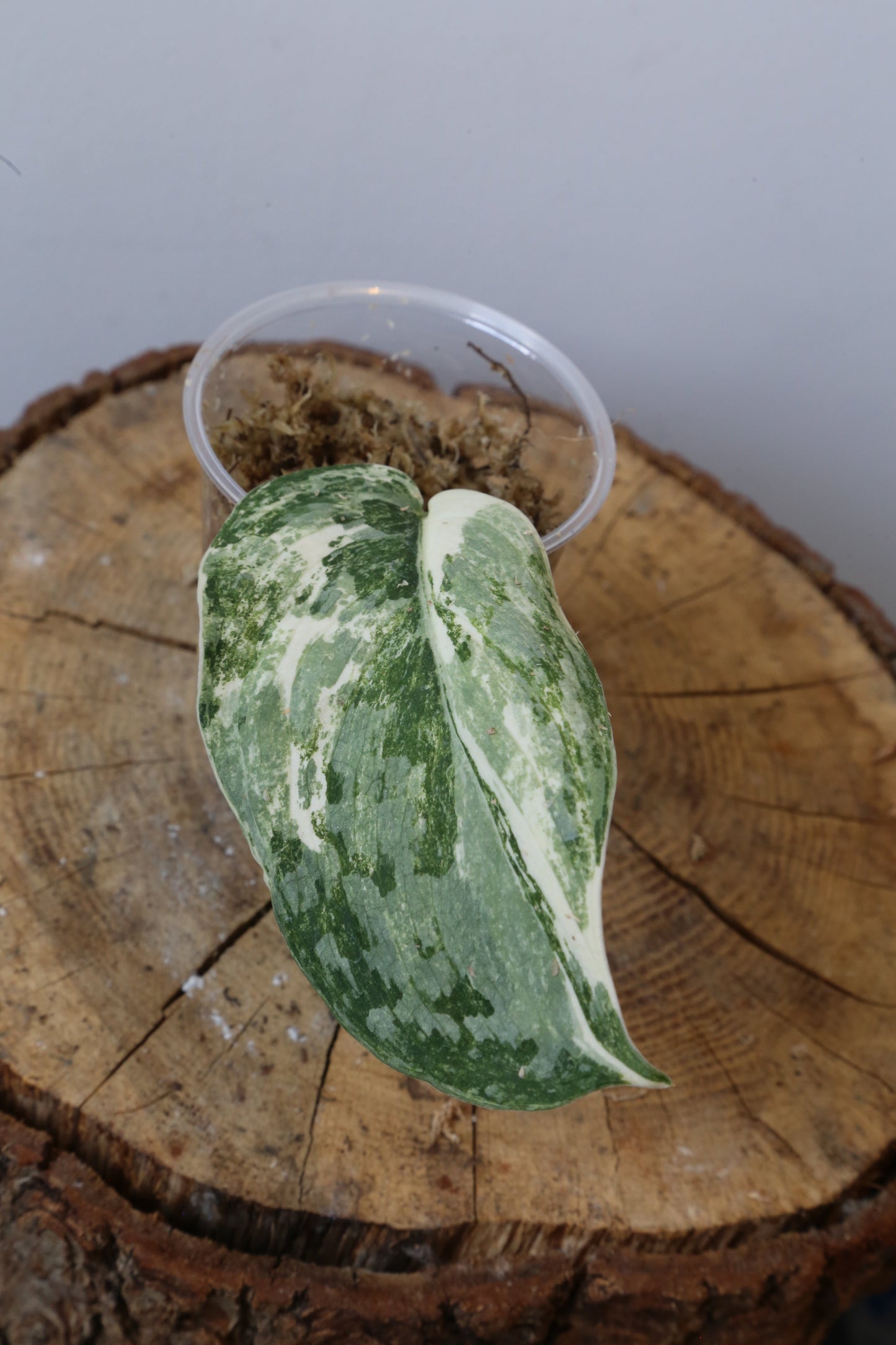 Rare! Scindapsus Scindapsus Mutya – Cutting 24