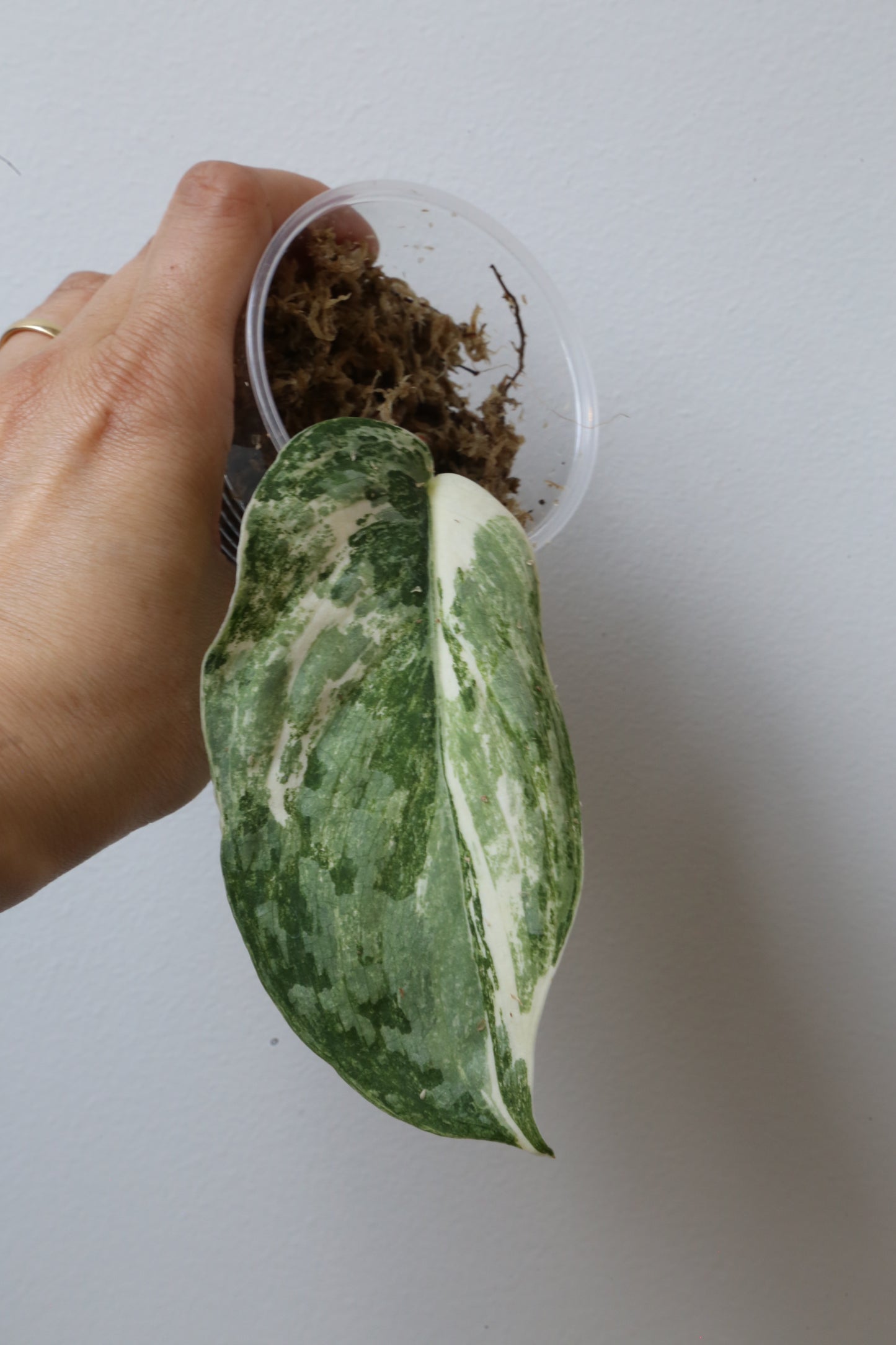 Rare! Scindapsus Scindapsus Mutya – Cutting 24