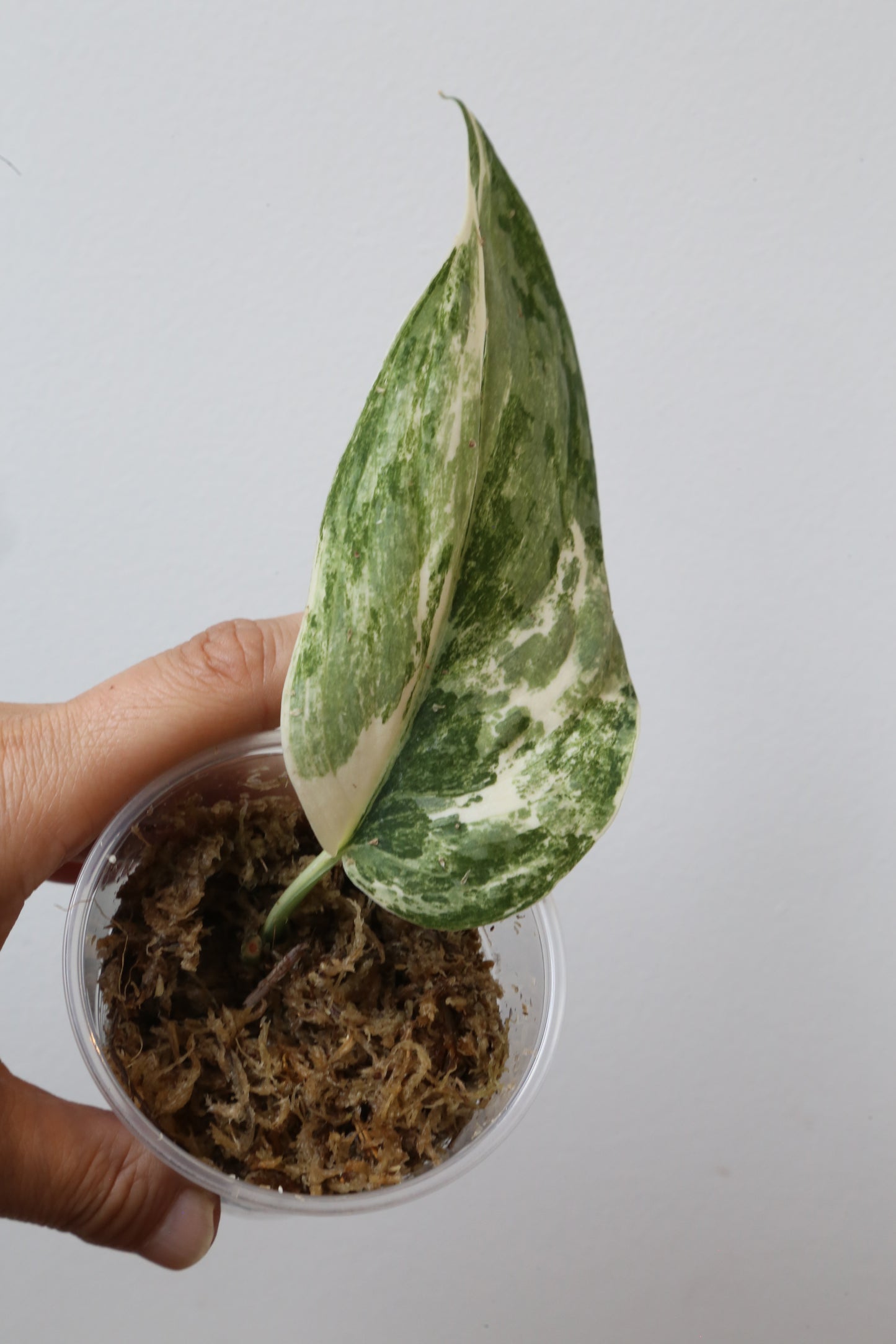 Rare! Scindapsus Scindapsus Mutya – Cutting 24