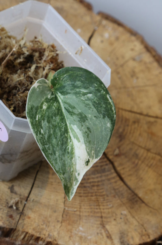 Rare! Scindapsus Scindapsus Mutya – Cutting 25