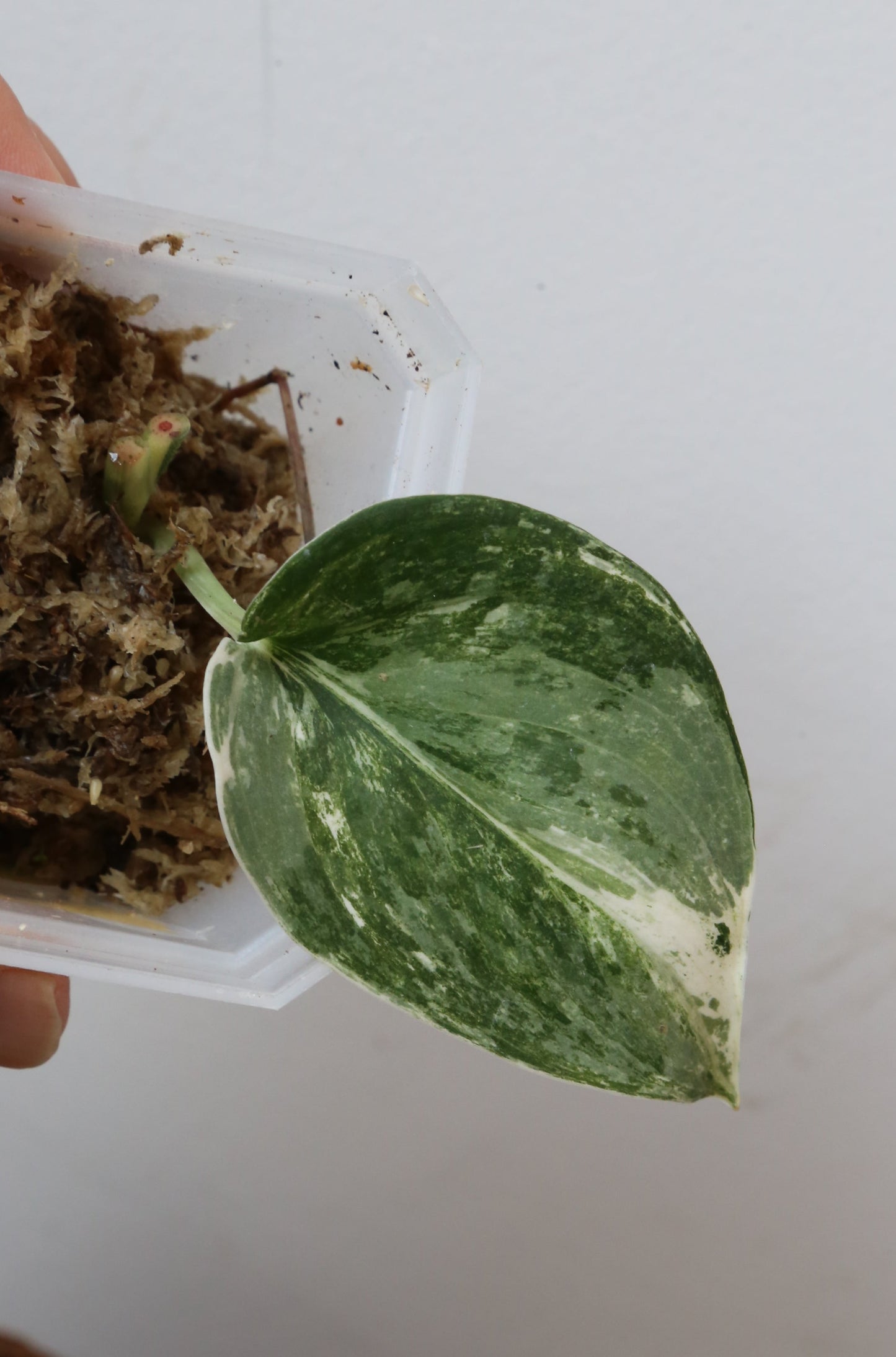 Rare! Scindapsus Scindapsus Mutya – Cutting 25