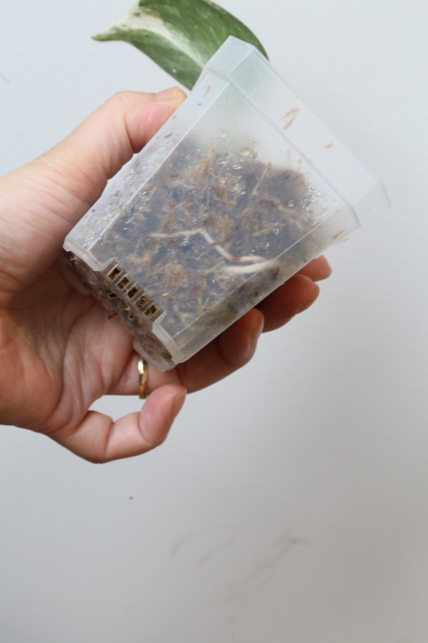 Rare! Scindapsus Scindapsus Mutya – Cutting 25