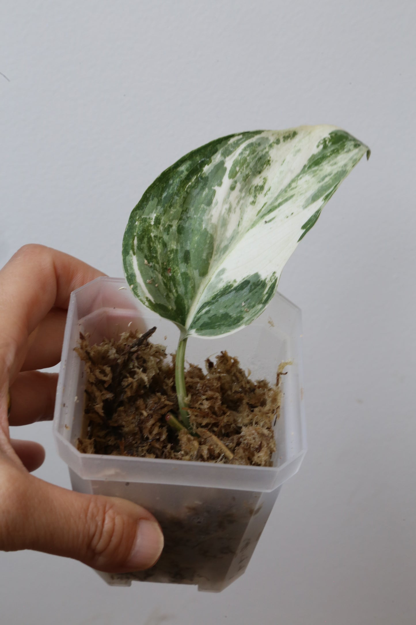 Rare! Scindapsus Scindapsus Mutya – Cutting 26