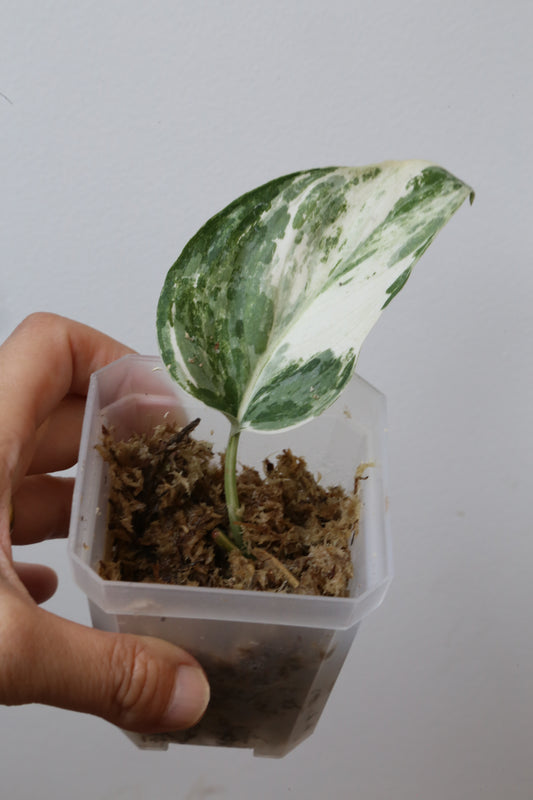 Rare! Scindapsus Scindapsus Mutya – Cutting 26