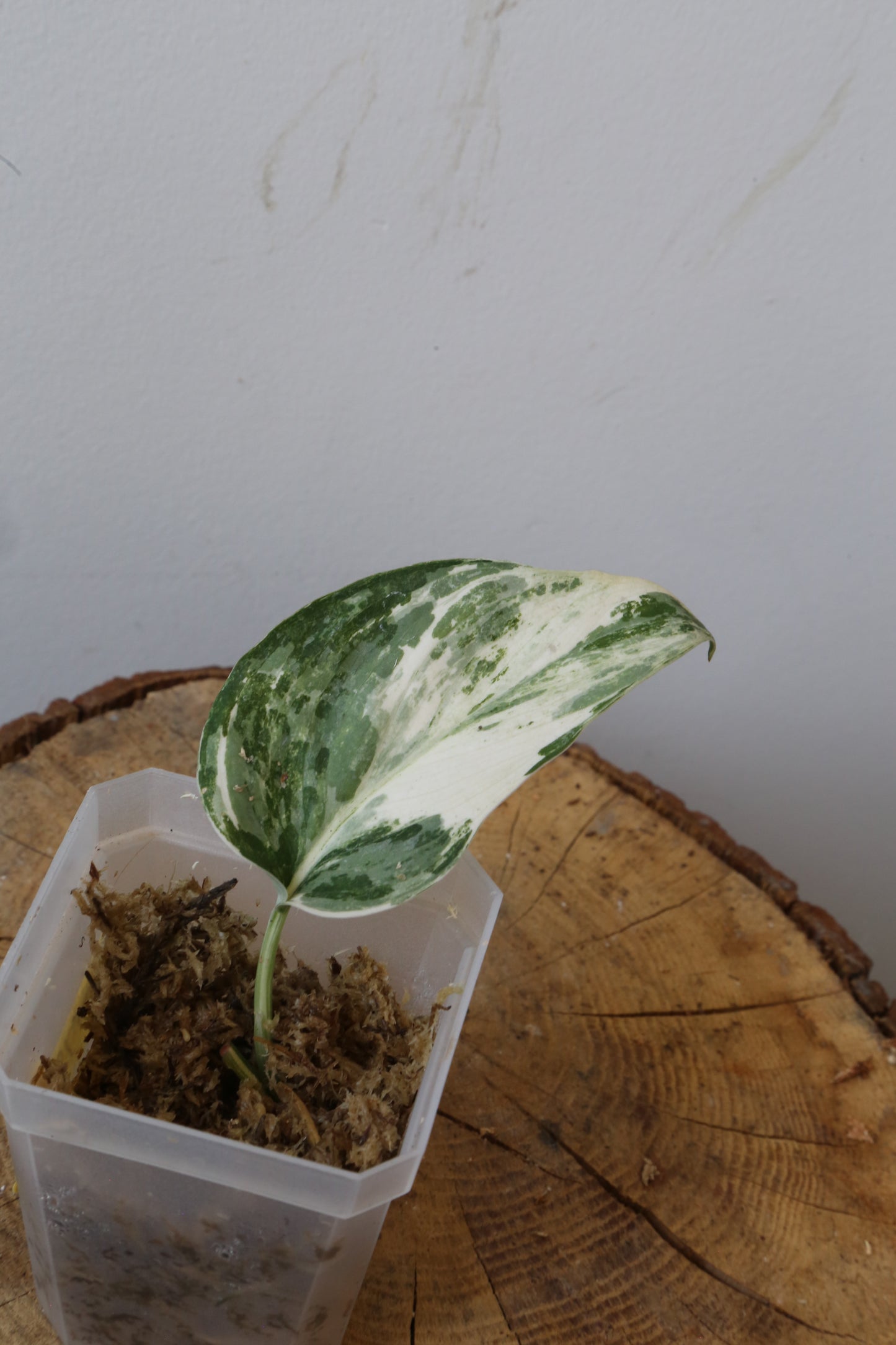 Rare! Scindapsus Scindapsus Mutya – Cutting 26
