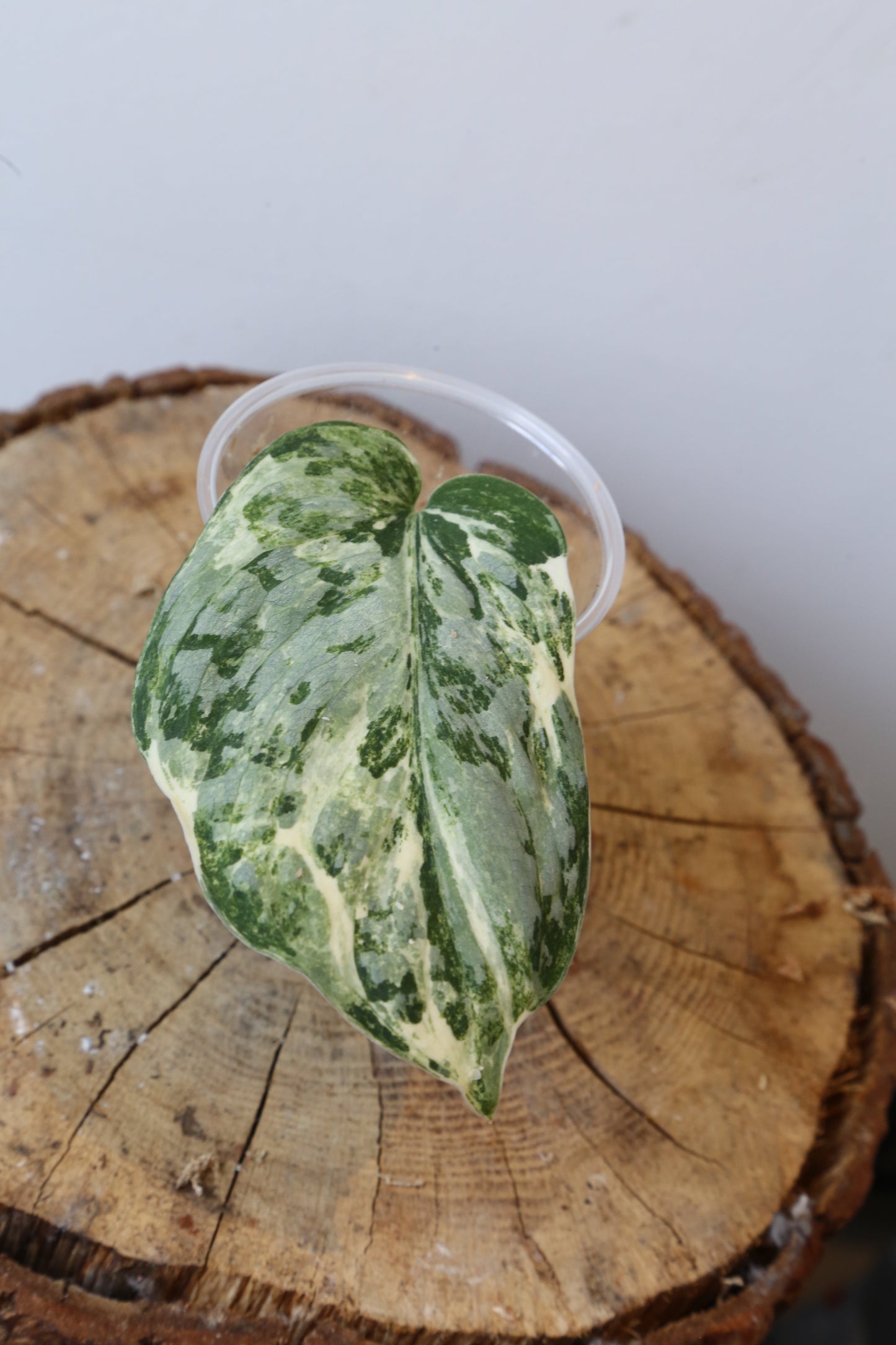 Rare! Scindapsus Scindapsus Mutya – Cutting 27