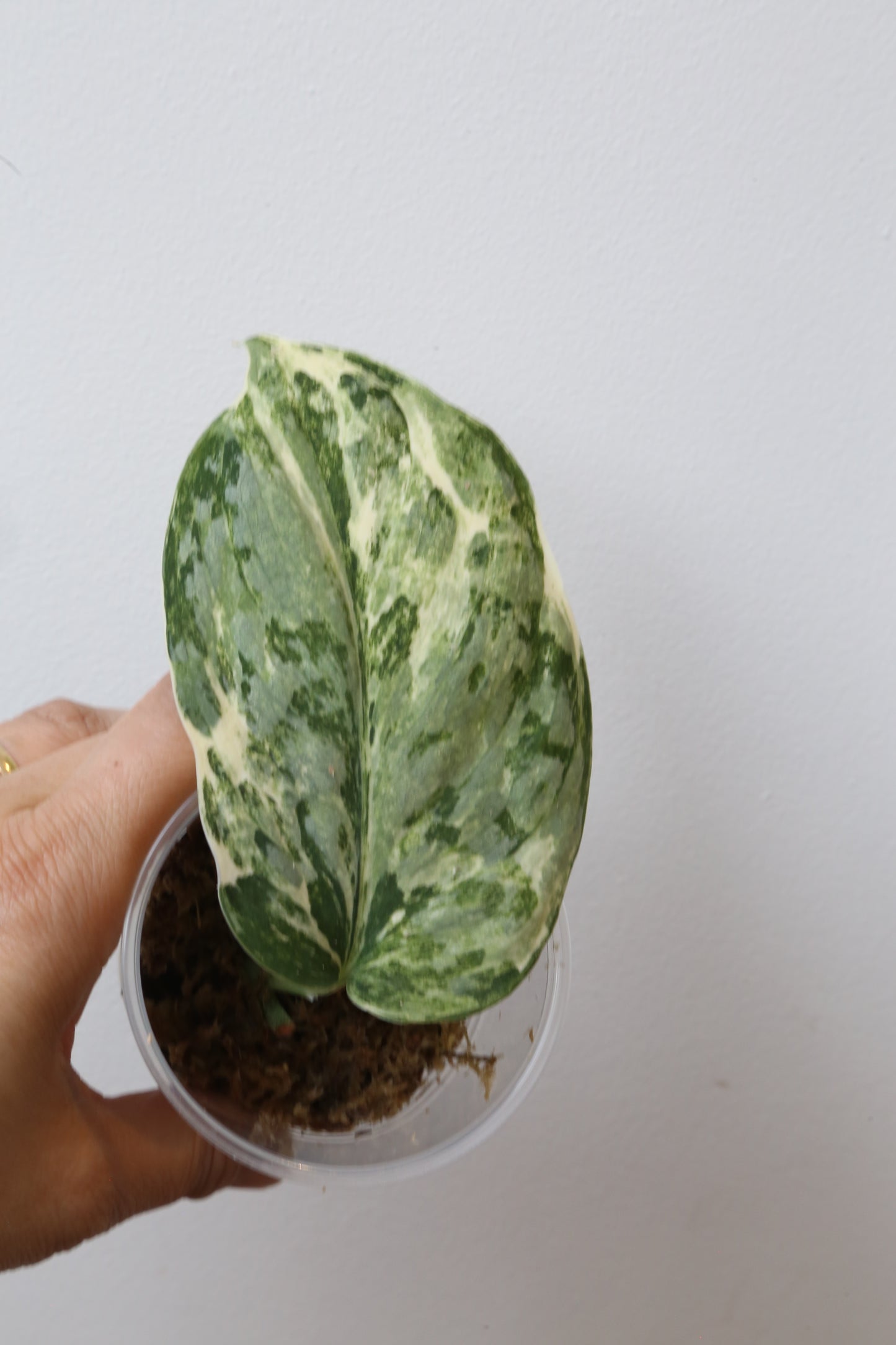 Rare! Scindapsus Scindapsus Mutya – Cutting 27