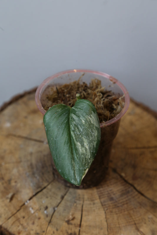 Rare! Scindapsus Scindapsus Rubicon – Cutting 30