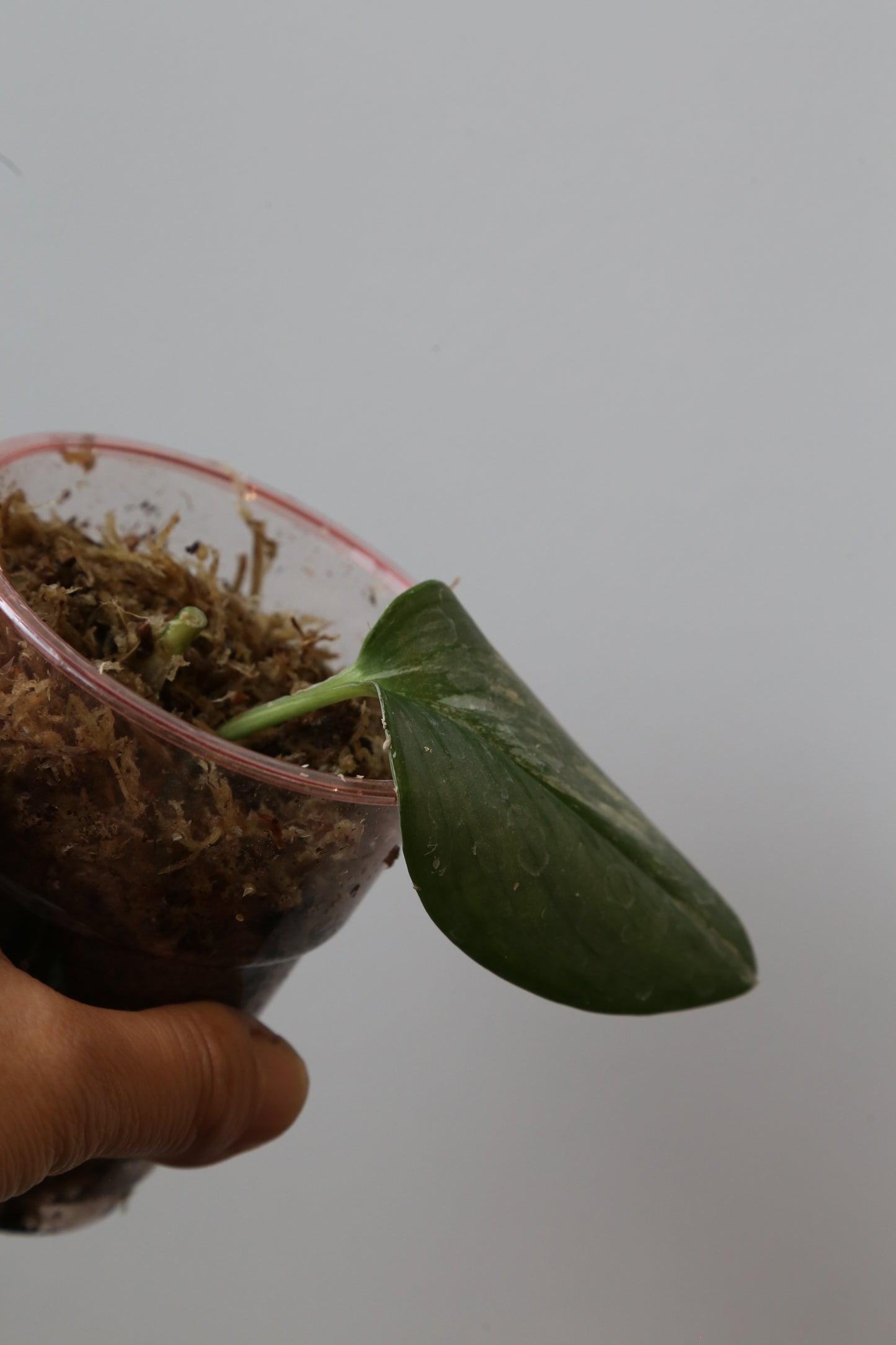 Rare! Scindapsus Scindapsus Rubicon – Cutting 30