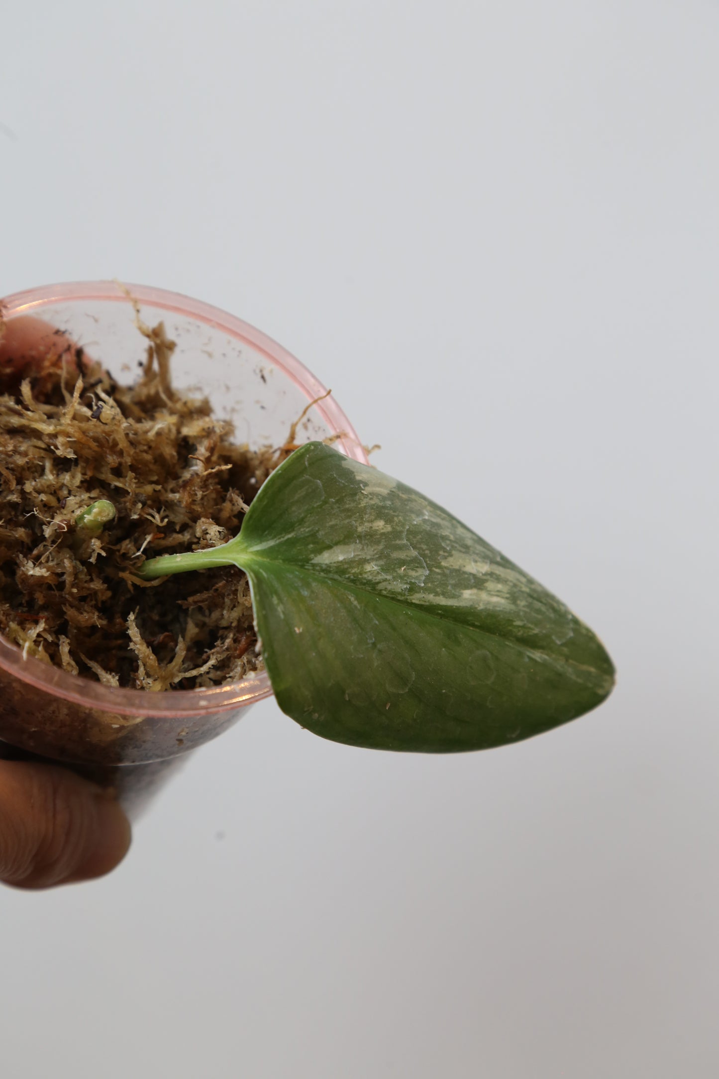 Rare! Scindapsus Scindapsus Rubicon – Cutting 30