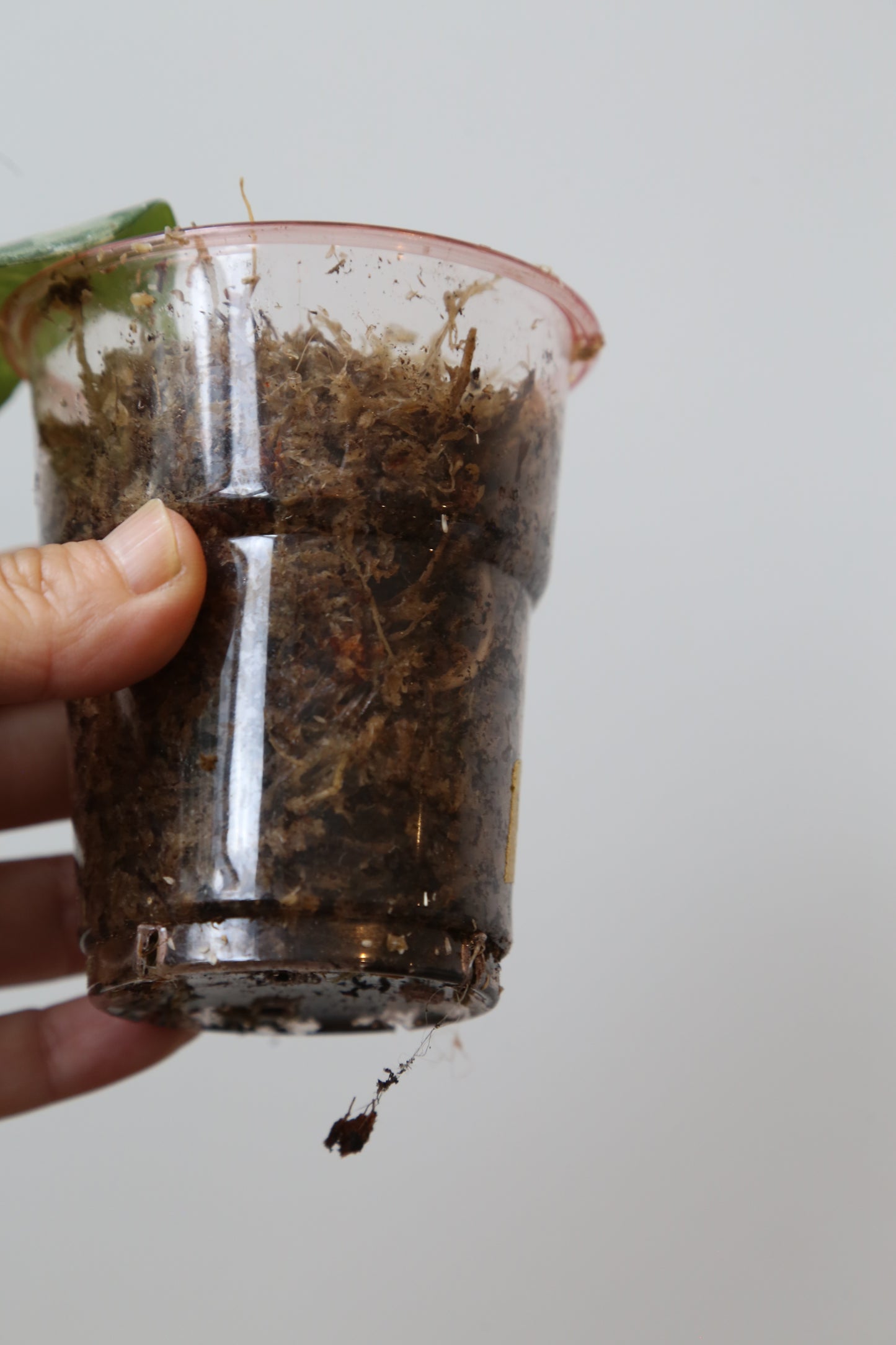 Rare! Scindapsus Scindapsus Rubicon – Cutting 30