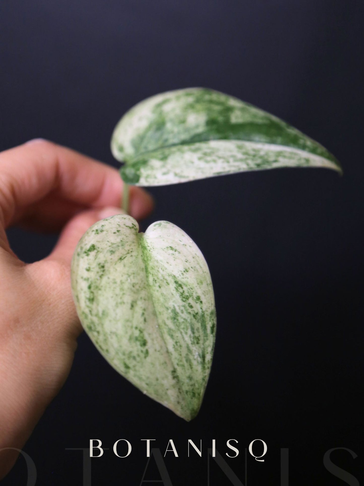 Scindapsus Cream Brulee – Rare two Leaf Cutting 001