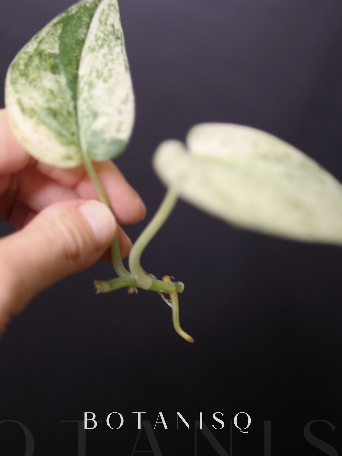 Scindapsus Cream Brulee – Rare two Leaf Cutting 001