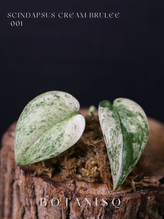 Scindapsus Cream Brulee – Rare two Leaf Cutting 001