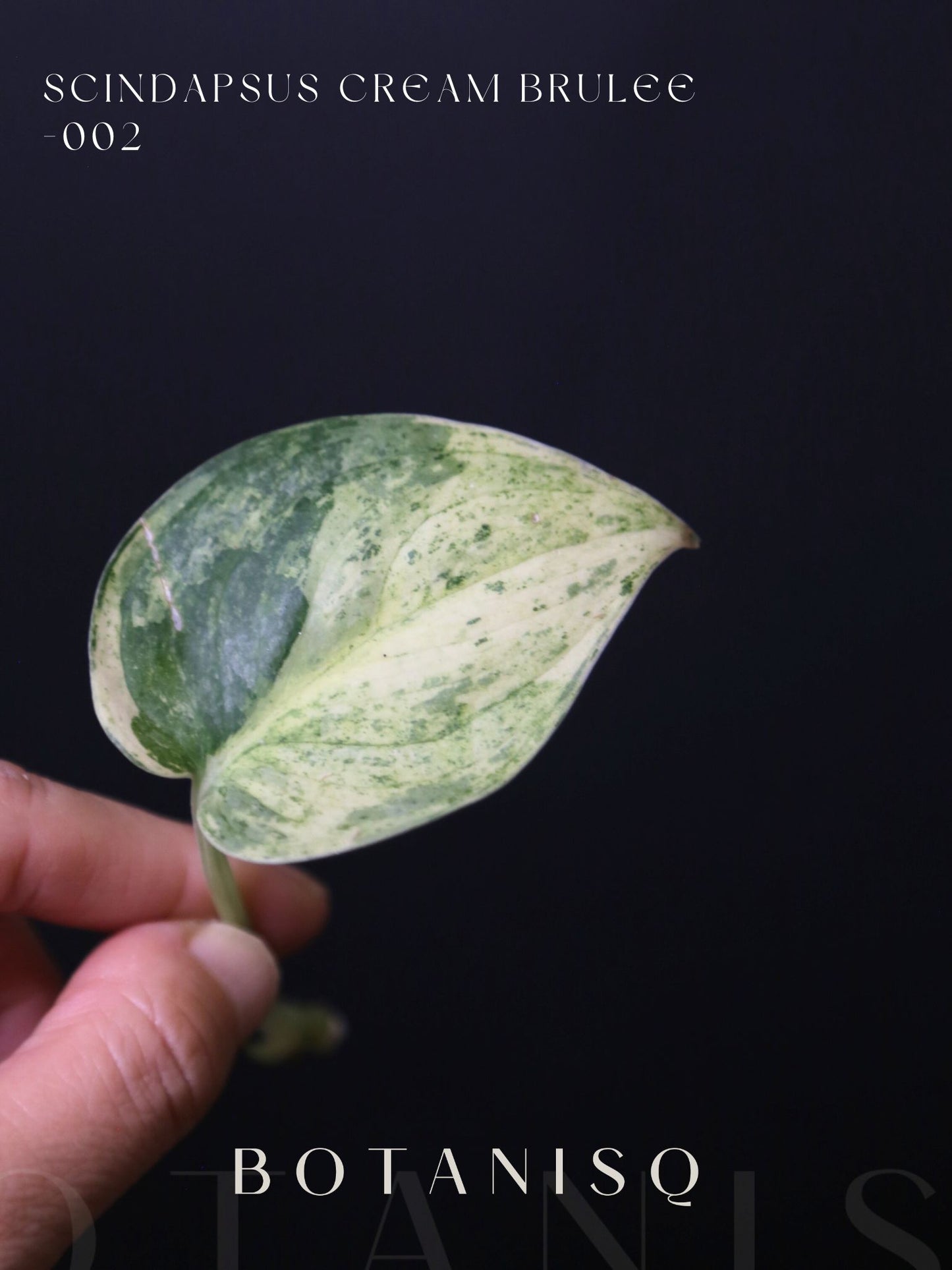 Scindapsus Cream Brulee – Rare top Cutting 002