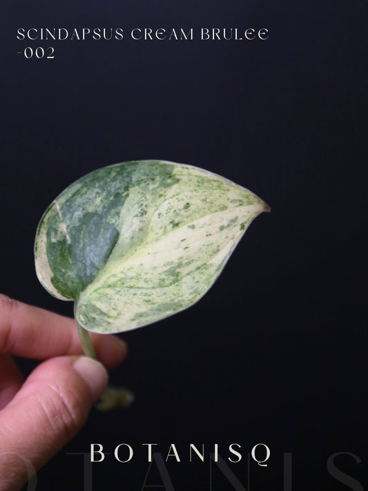 Scindapsus Cream Brulee – Rare top Cutting 002