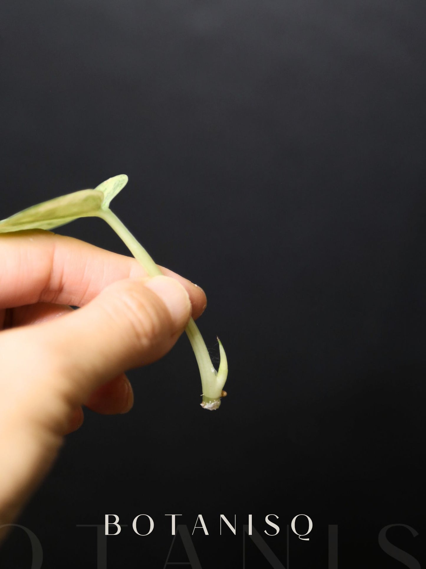 Scindapsus Cream Brulee – Rare top Cutting 002