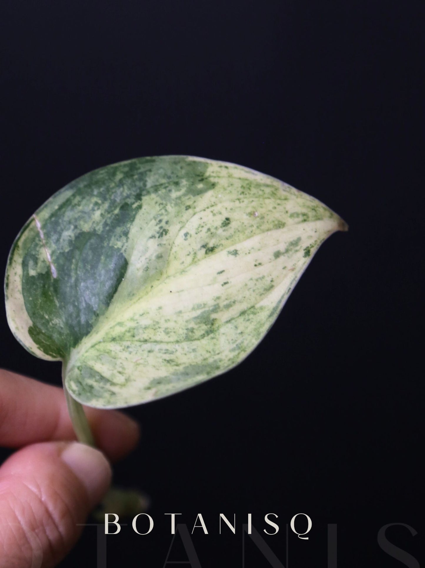 Scindapsus Cream Brulee – Rare top Cutting 002