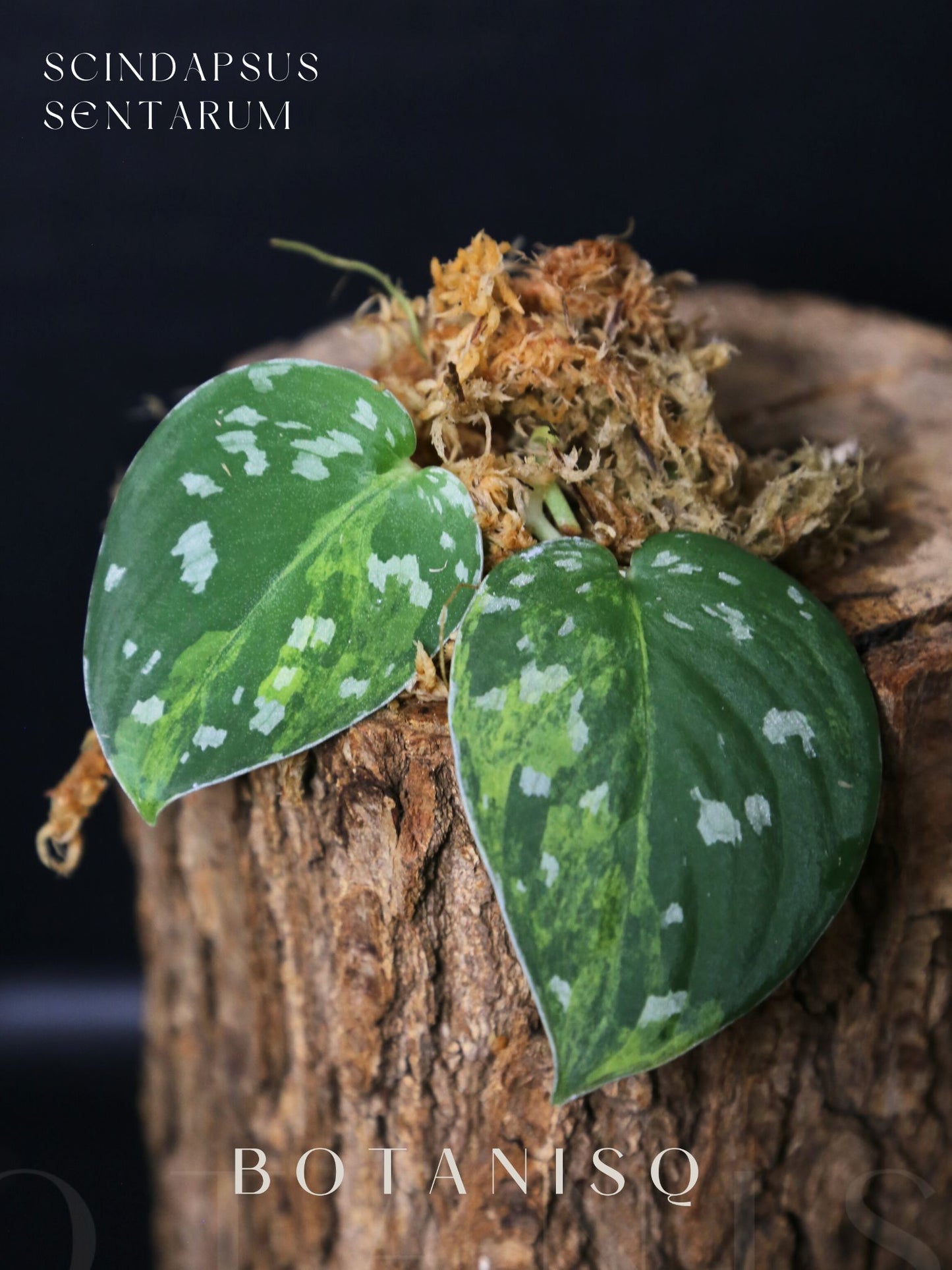 Scindapsus Sentarum Cutting 001